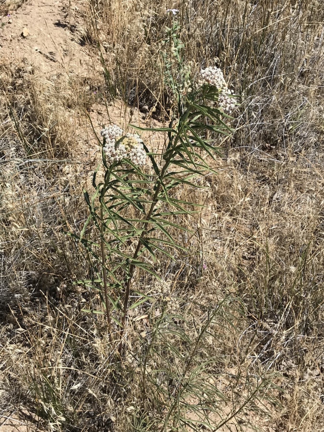 Narrowleaf Milkweed — photo 5