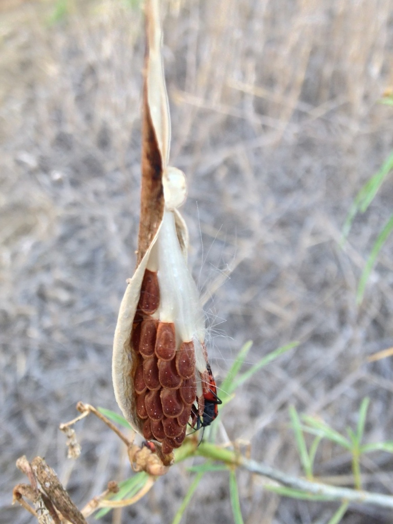 Narrowleaf Milkweed — photo 6