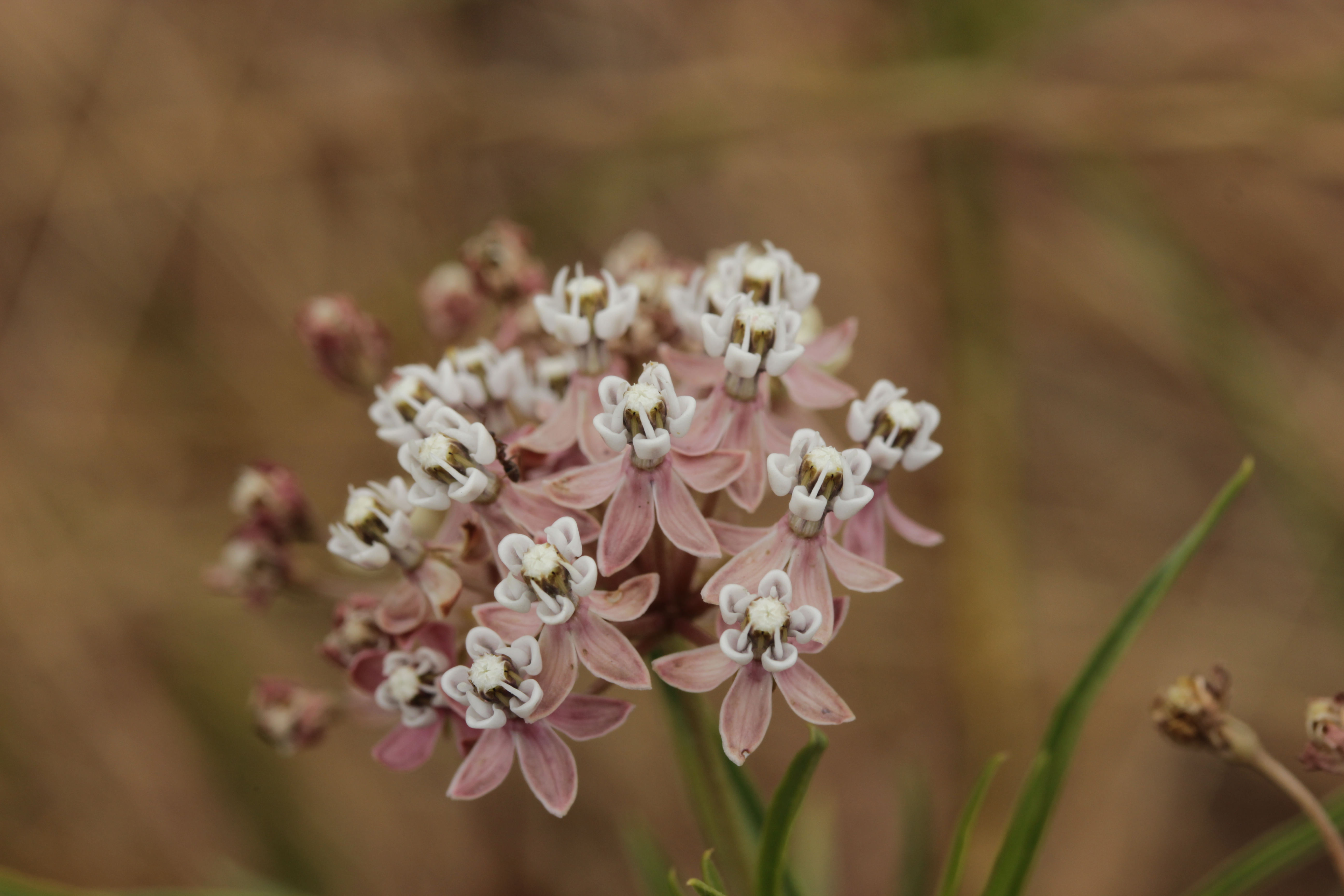 Narrowleaf Milkweed — photo 1