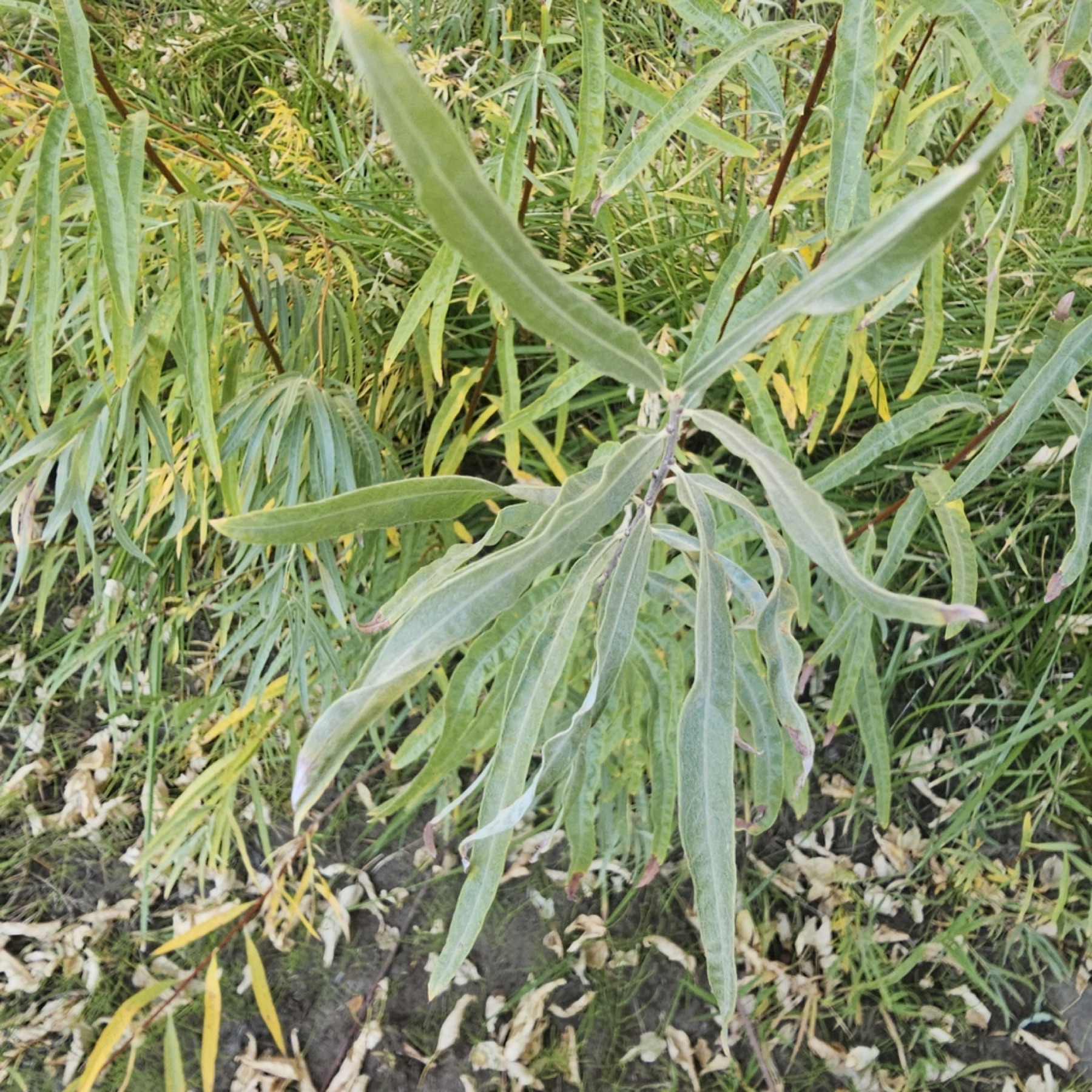 Narrowleaf Willow — photo 6