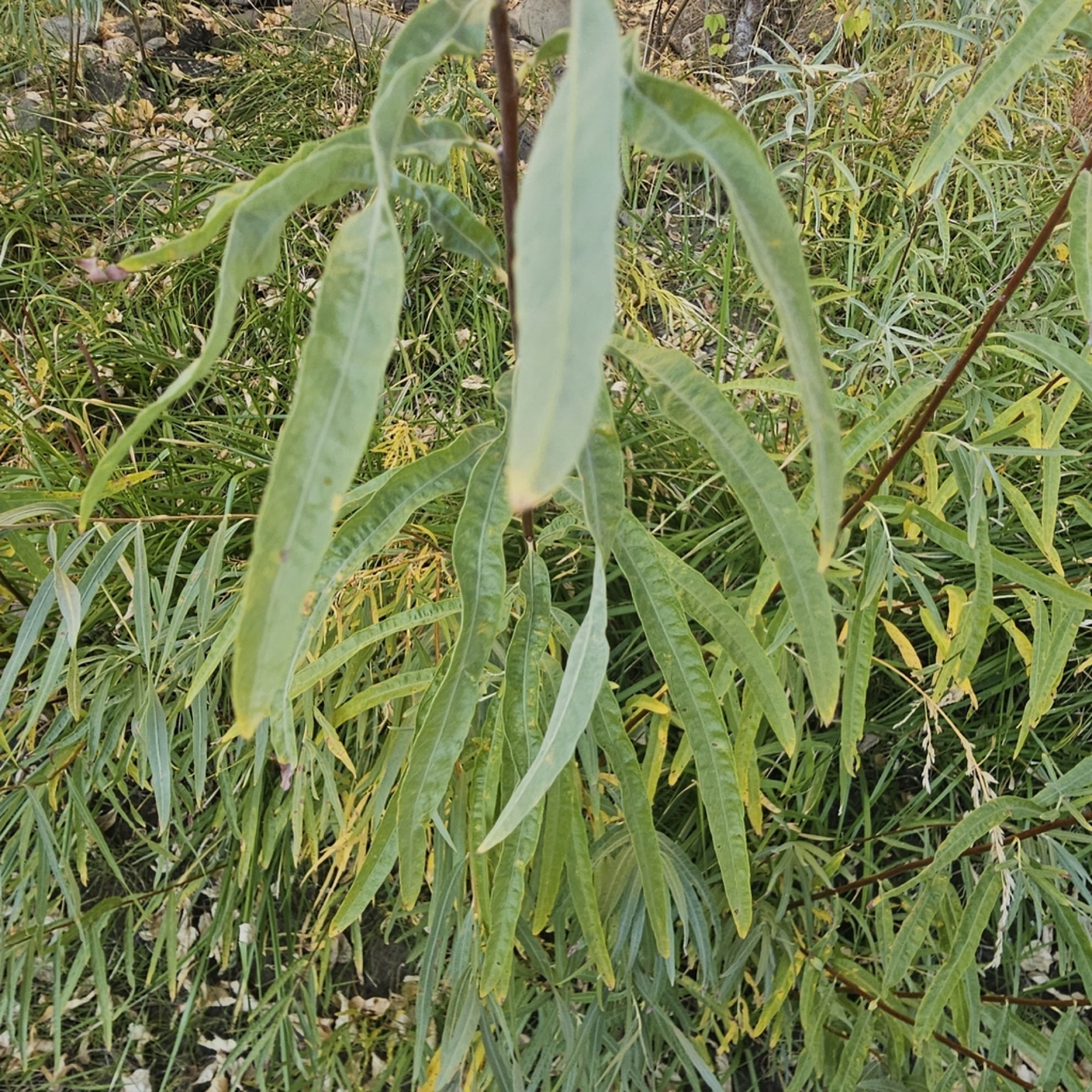 Narrowleaf Willow — photo 7