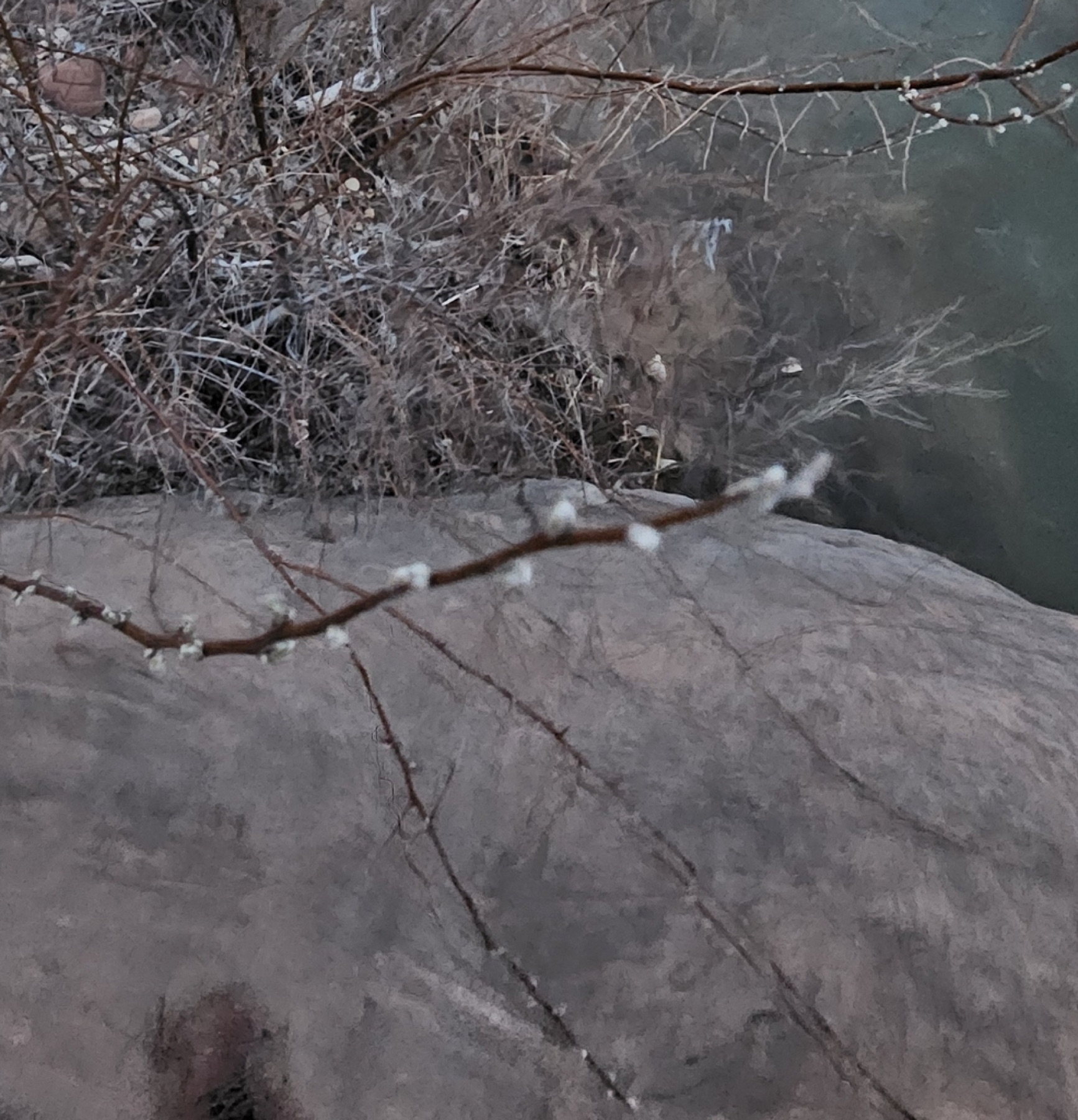 Narrowleaf Willow — photo 8