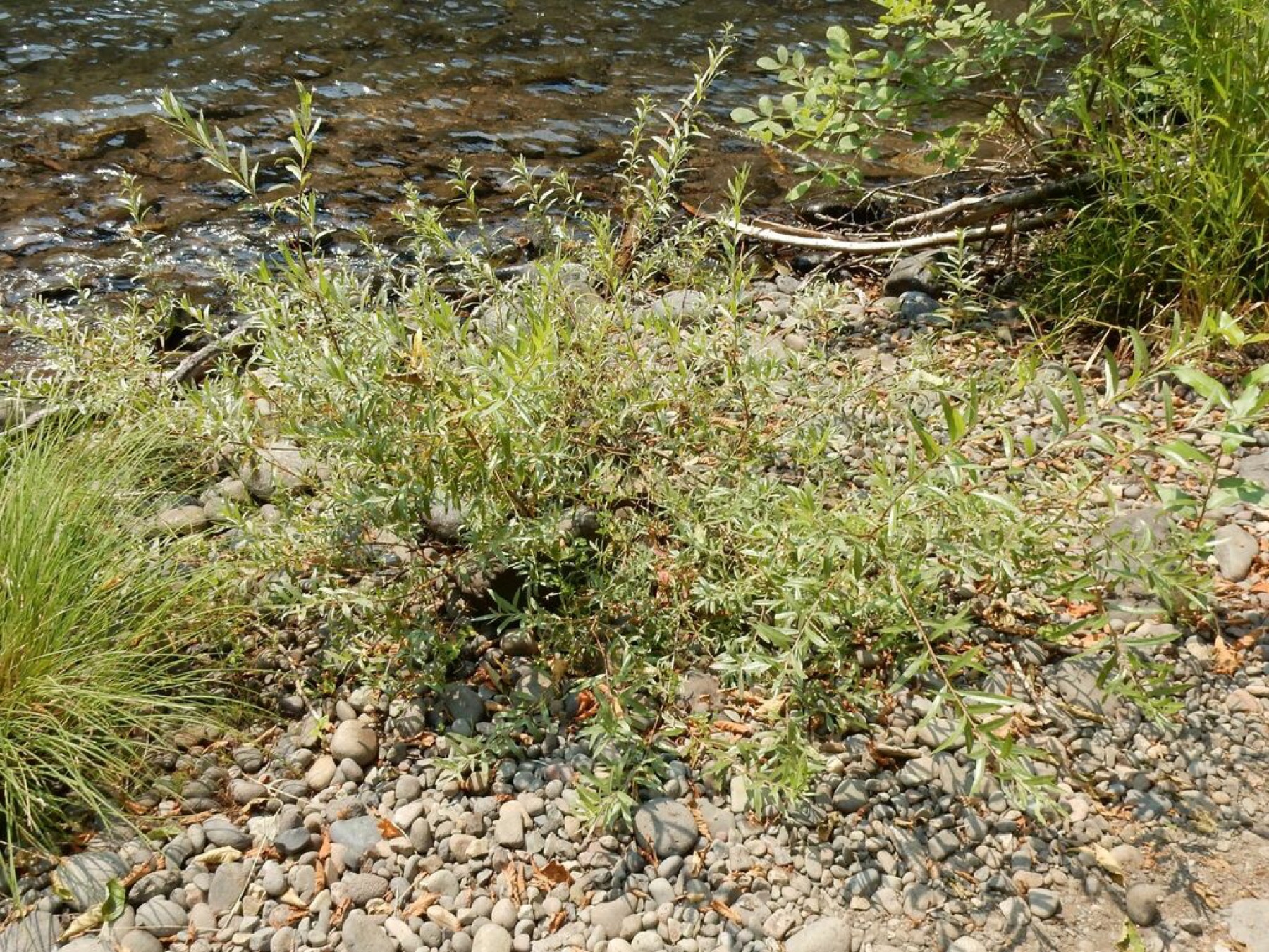 Narrowleaf Willow — photo 9