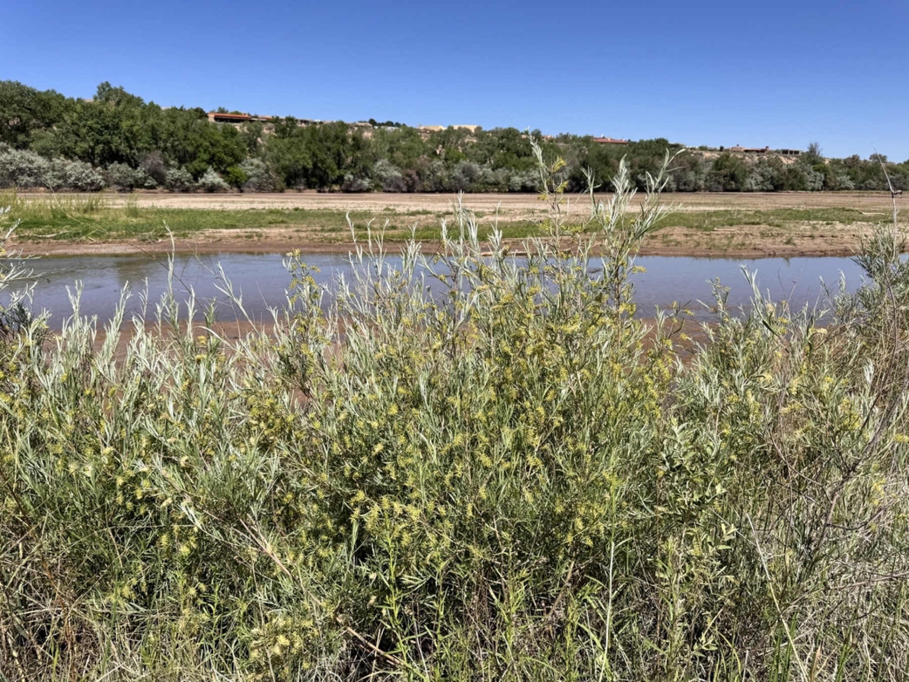 Narrowleaf Willow — photo 10