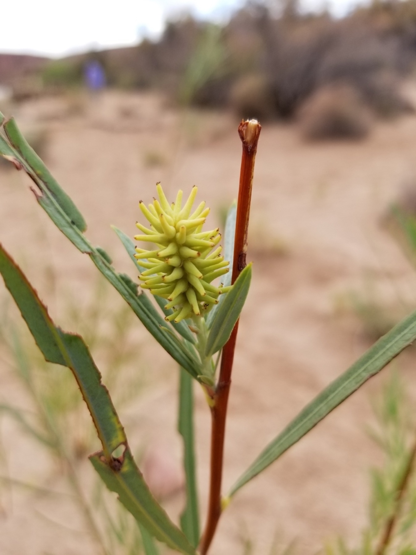 Narrowleaf Willow — photo 11