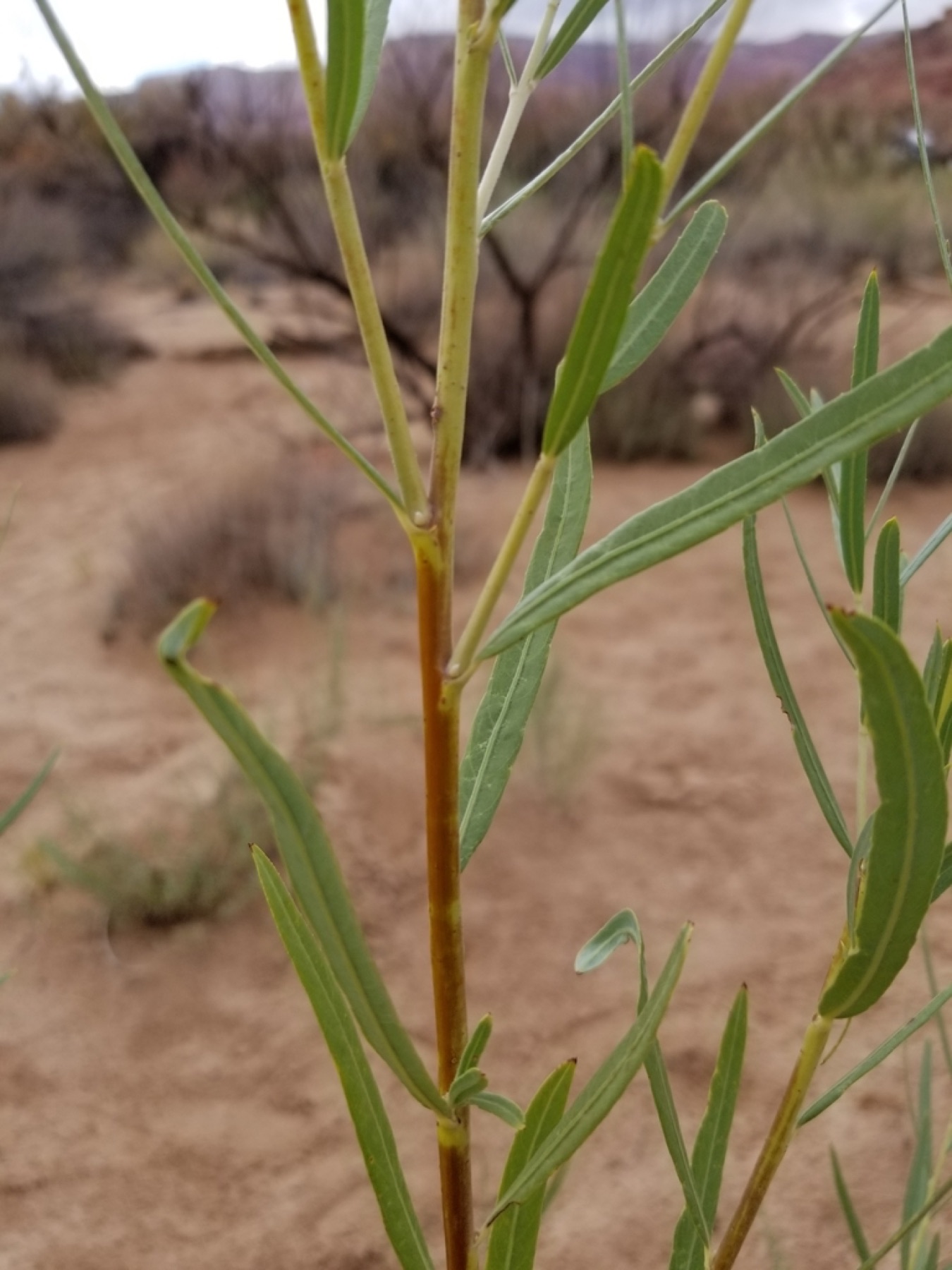 Narrowleaf Willow — photo 12