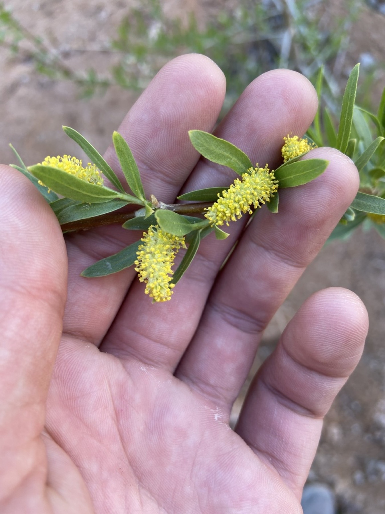 Narrowleaf Willow — photo 13