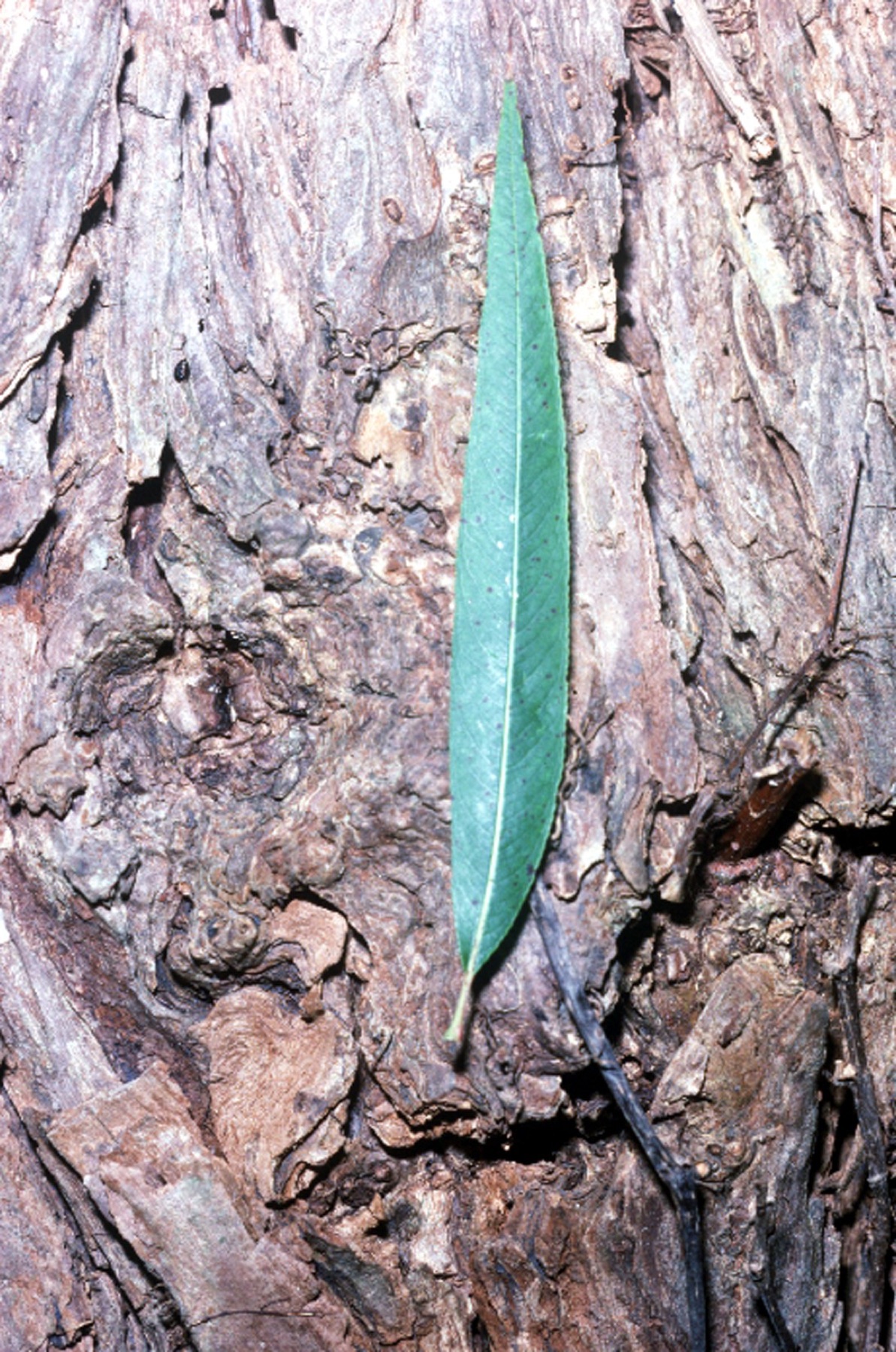 Narrowleaf Willow — photo 14