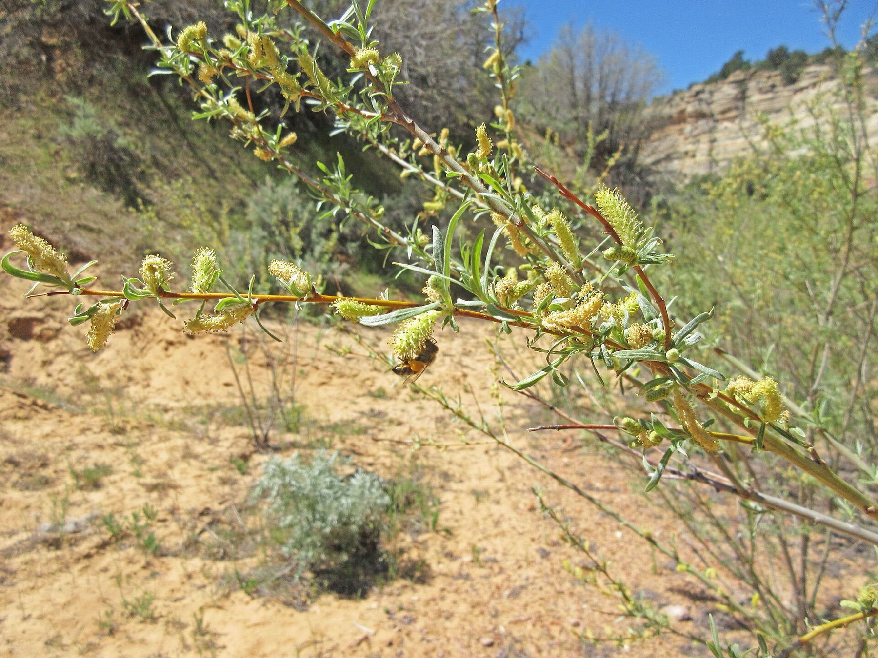 Narrowleaf Willow — photo 15