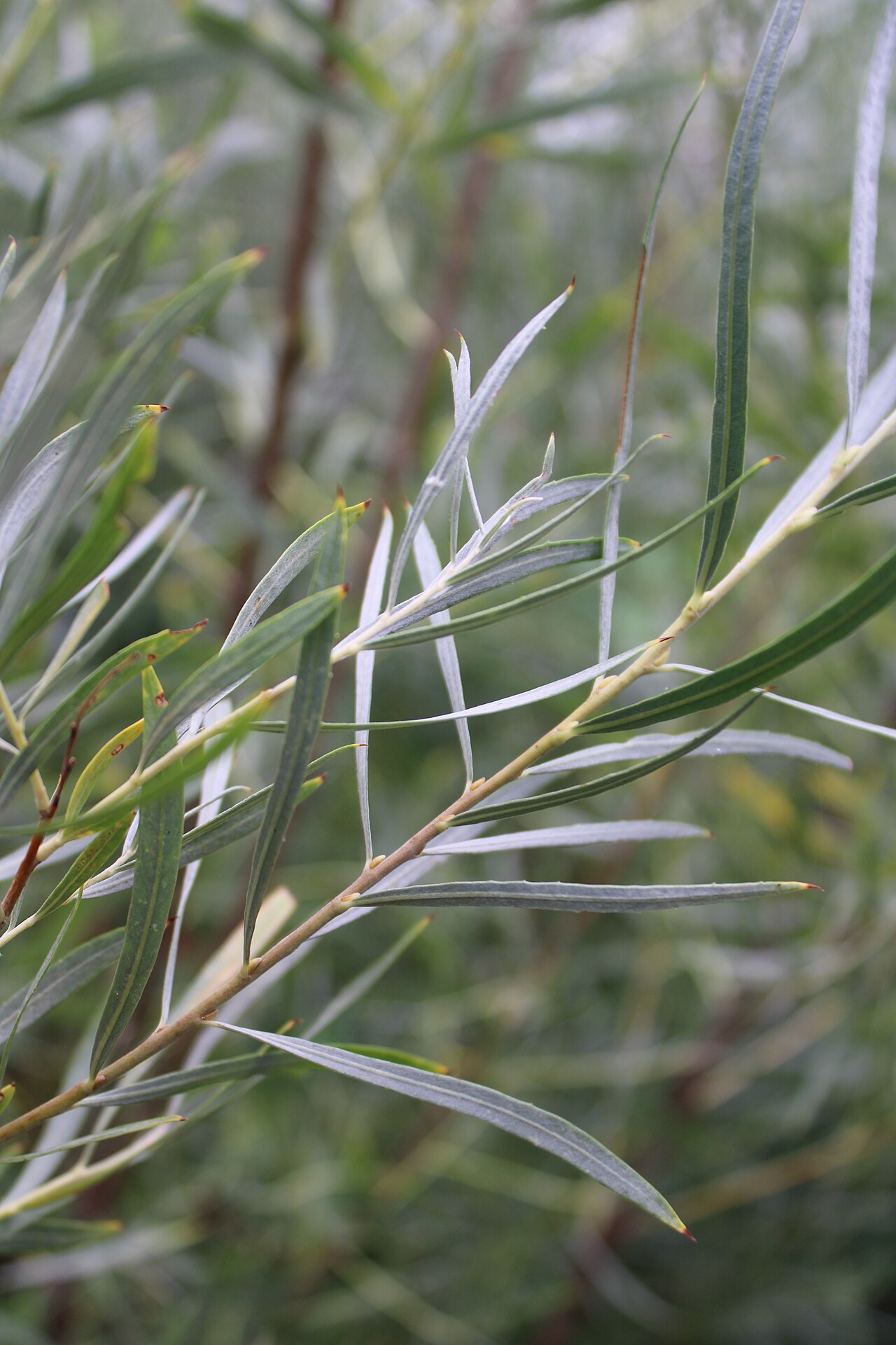 Narrowleaf Willow — photo 23