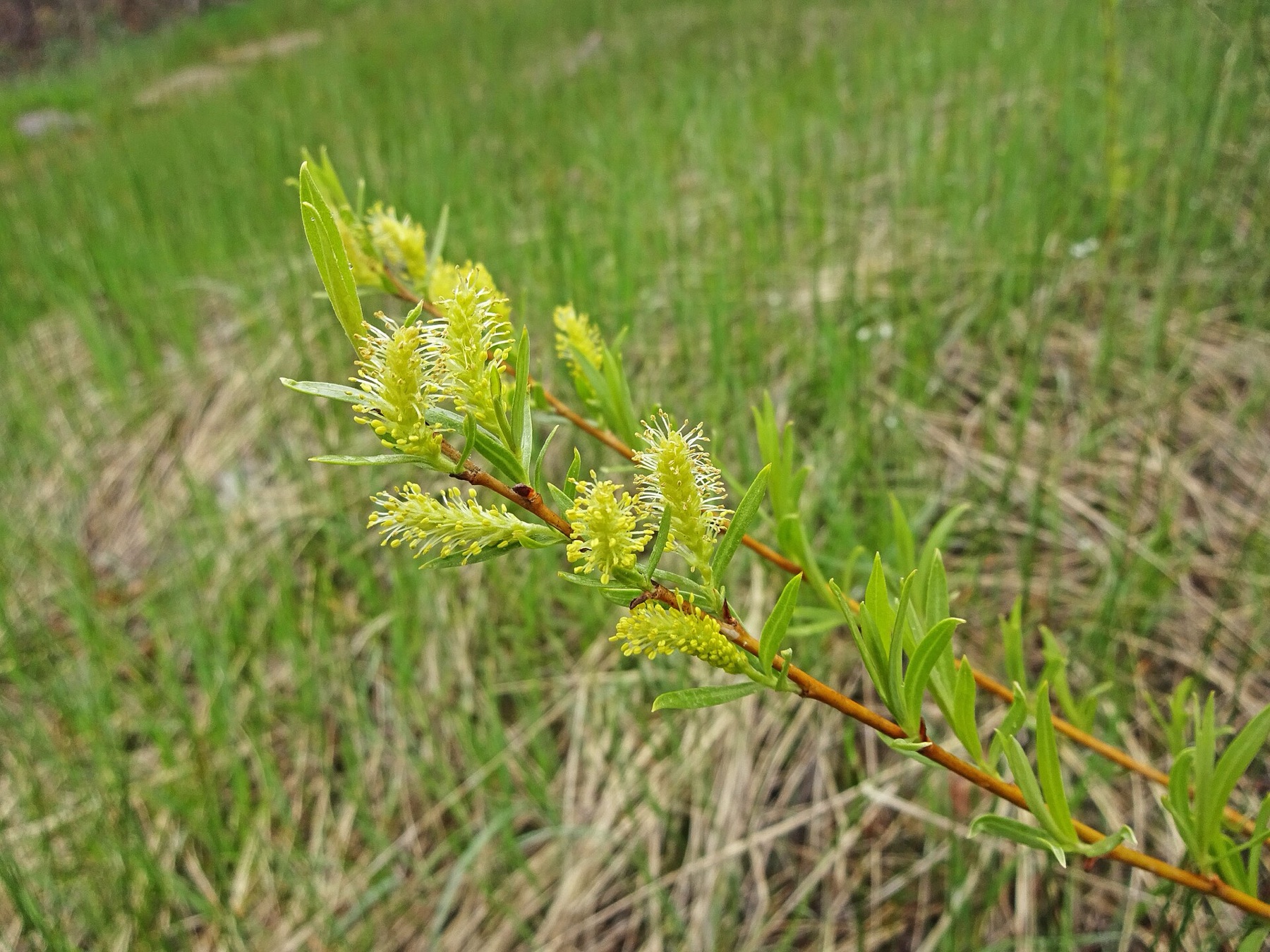Narrowleaf Willow — photo 16