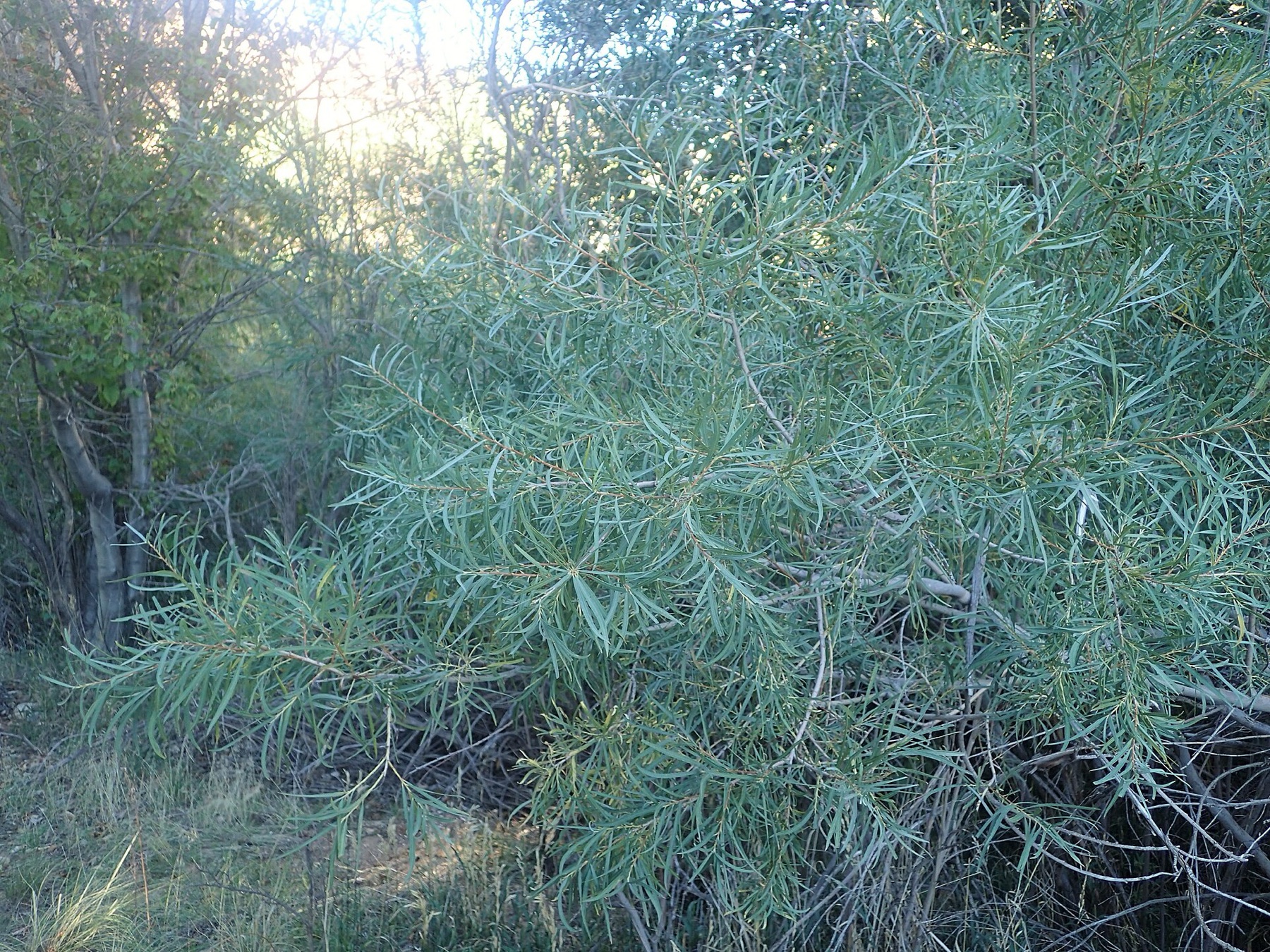 Narrowleaf Willow — photo 17