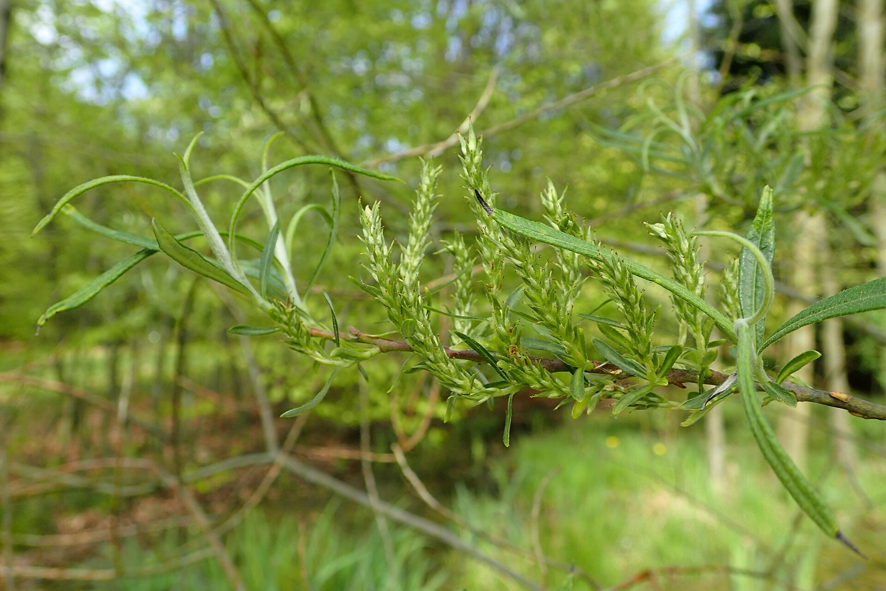 Narrowleaf Willow — photo 18