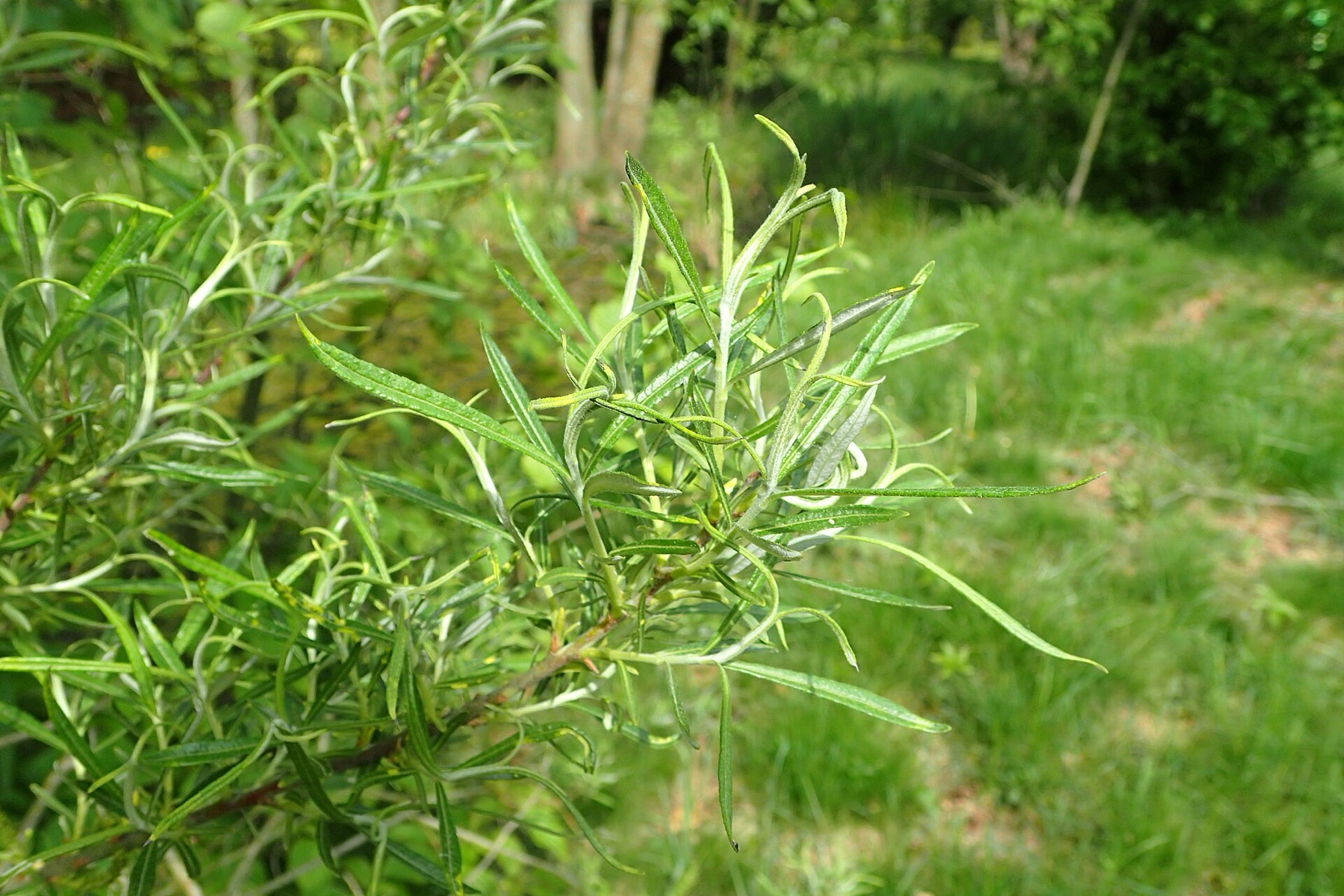 Narrowleaf Willow — photo 19