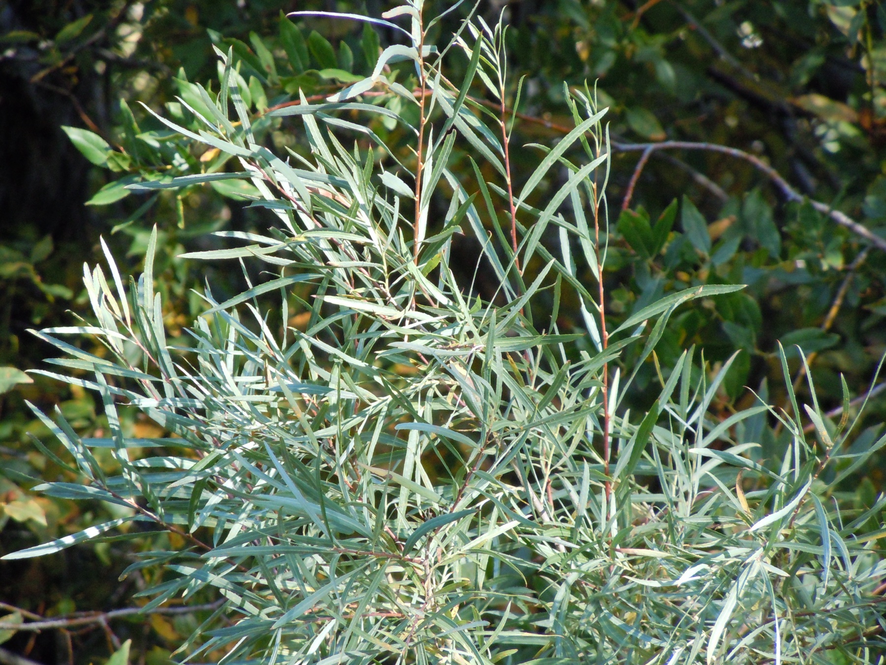 Narrowleaf Willow — photo 20