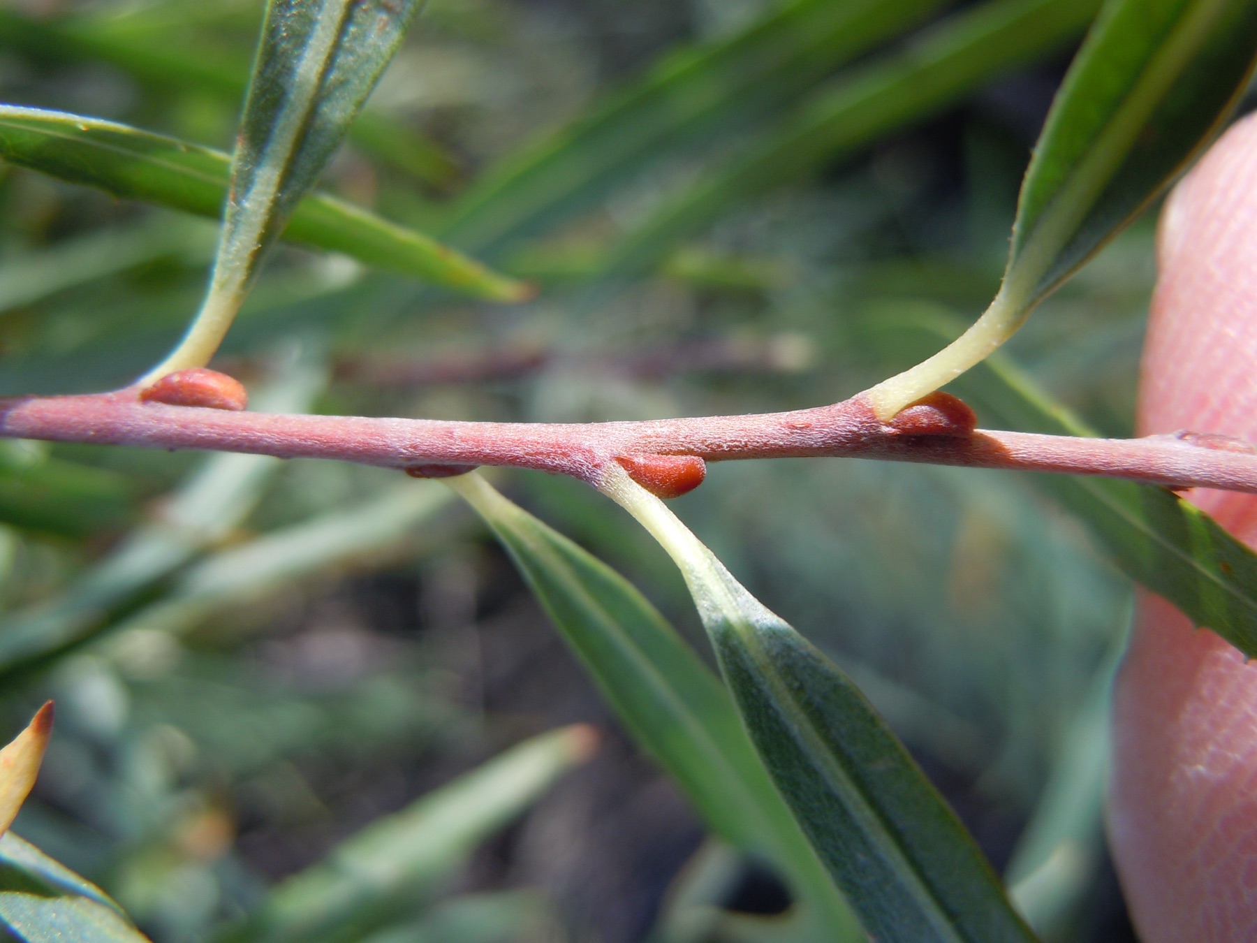 Narrowleaf Willow — photo 21