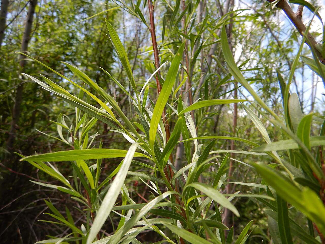 Narrowleaf Willow — photo 24
