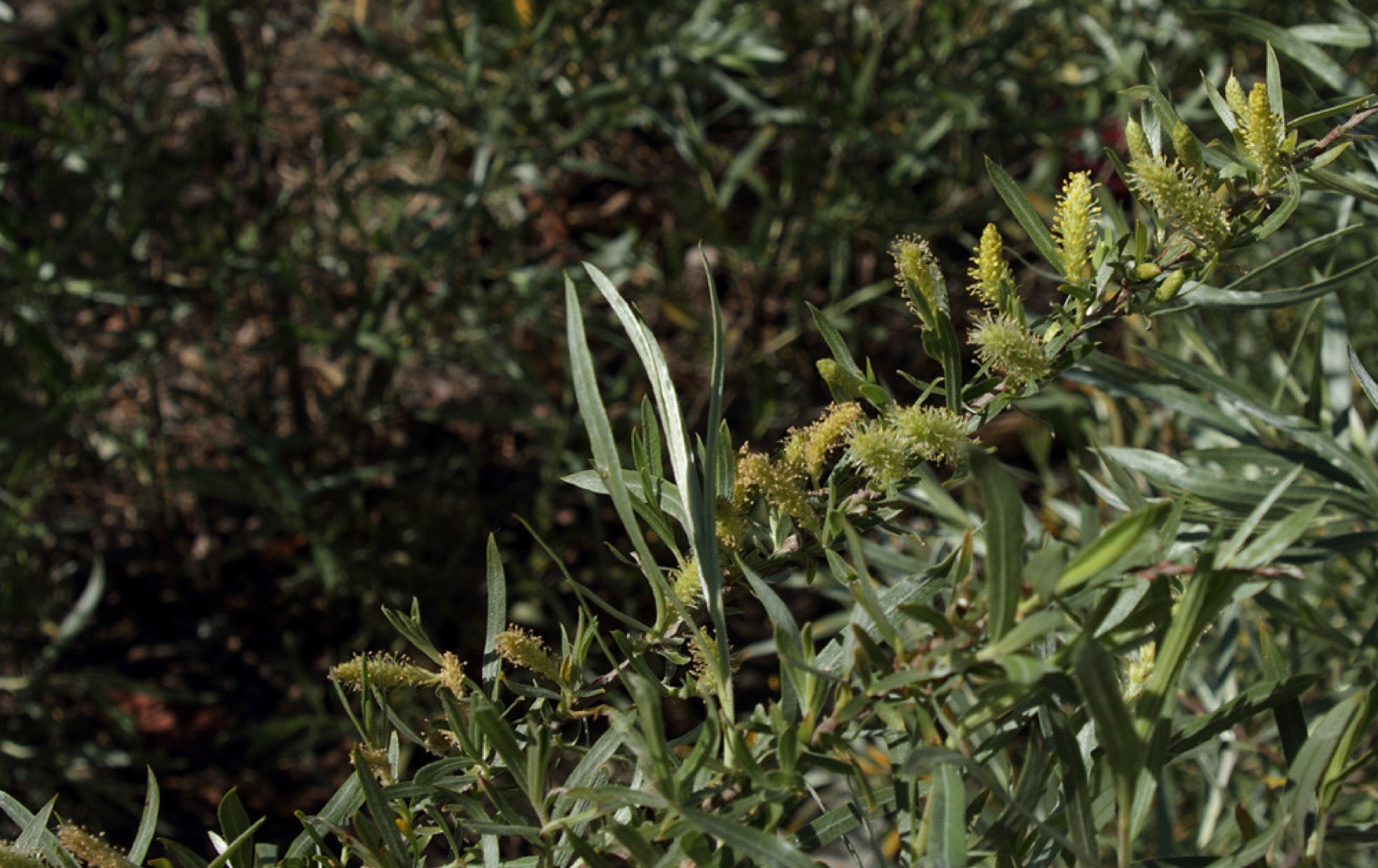 Narrowleaf Willow — photo 1