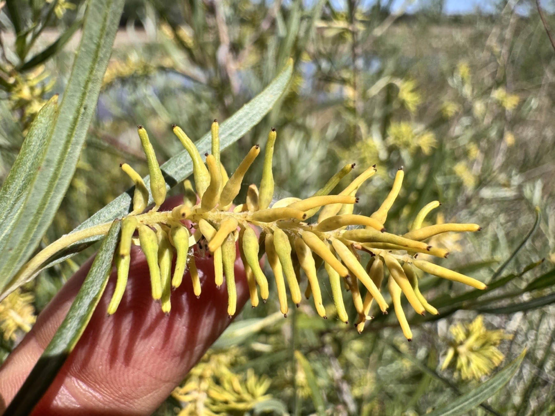 Narrowleaf Willow — photo 2