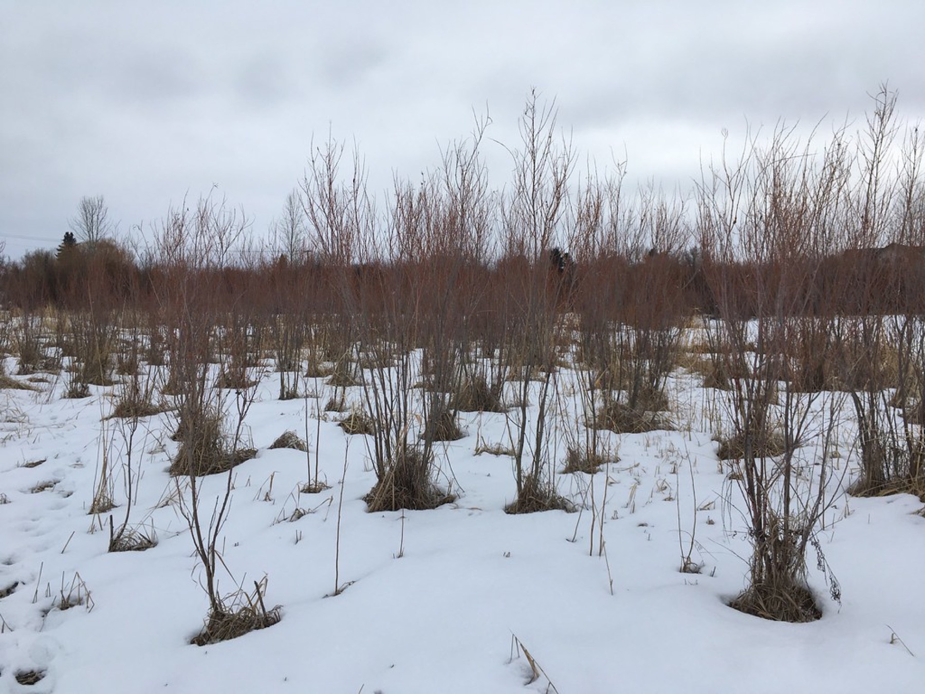 Narrowleaf Willow — photo 3
