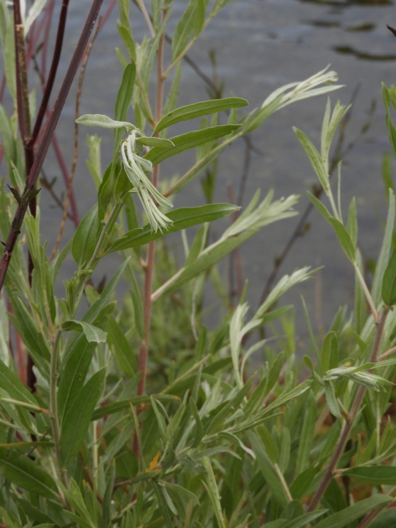 Narrowleaf Willow — photo 4