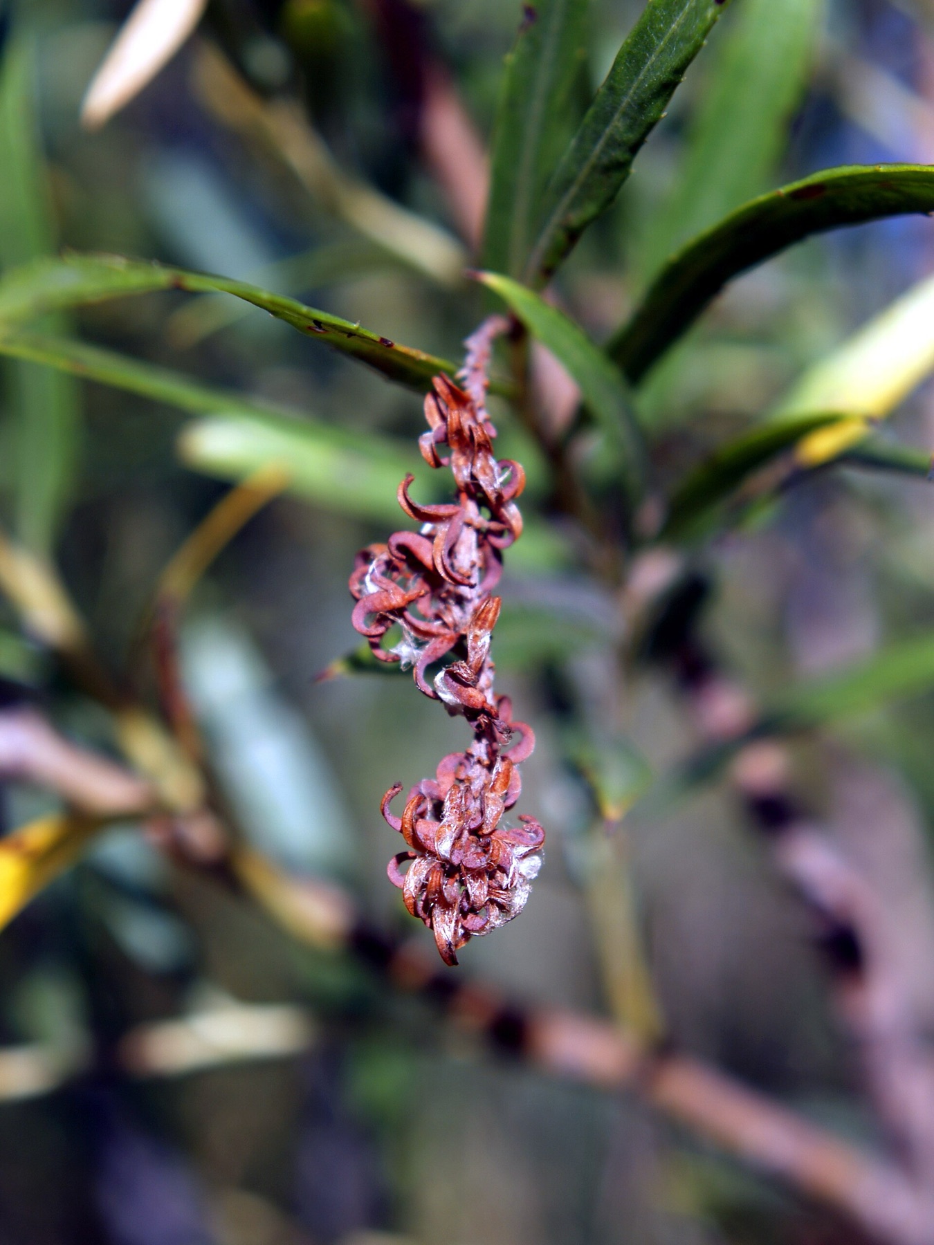 Narrowleaf Willow — photo 5