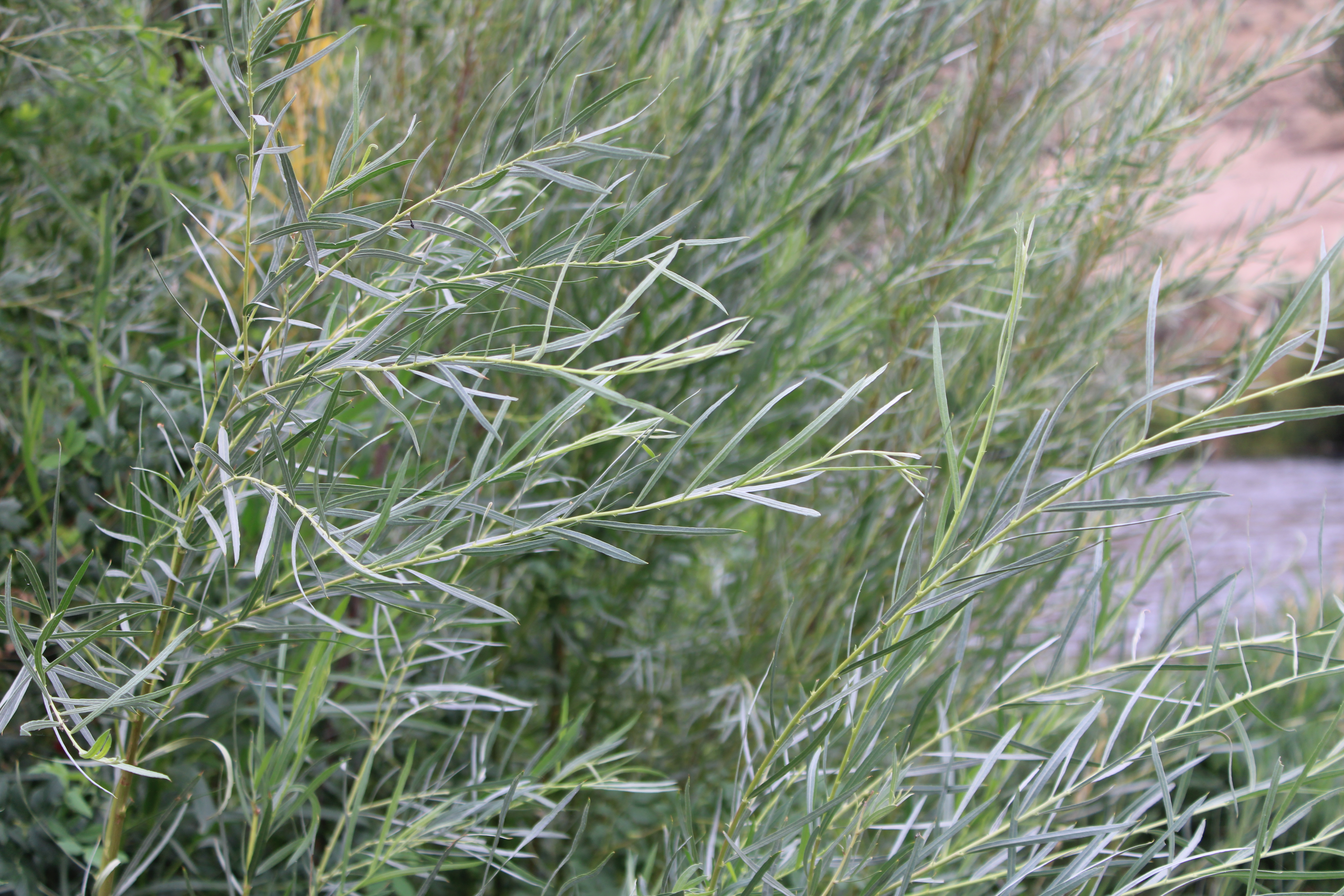 Narrowleaf Willow — photo 22
