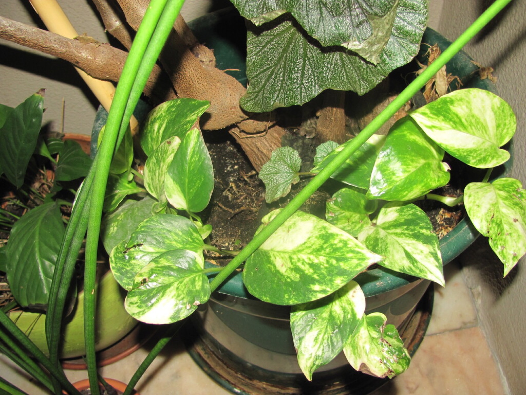 Neon Pothos — photo 6