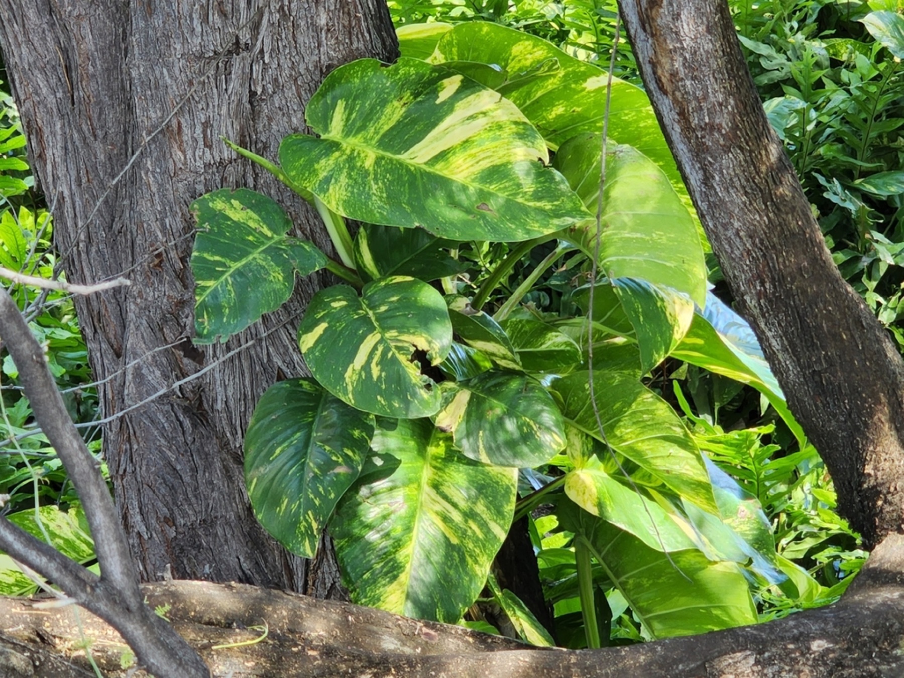 Neon Pothos — photo 8