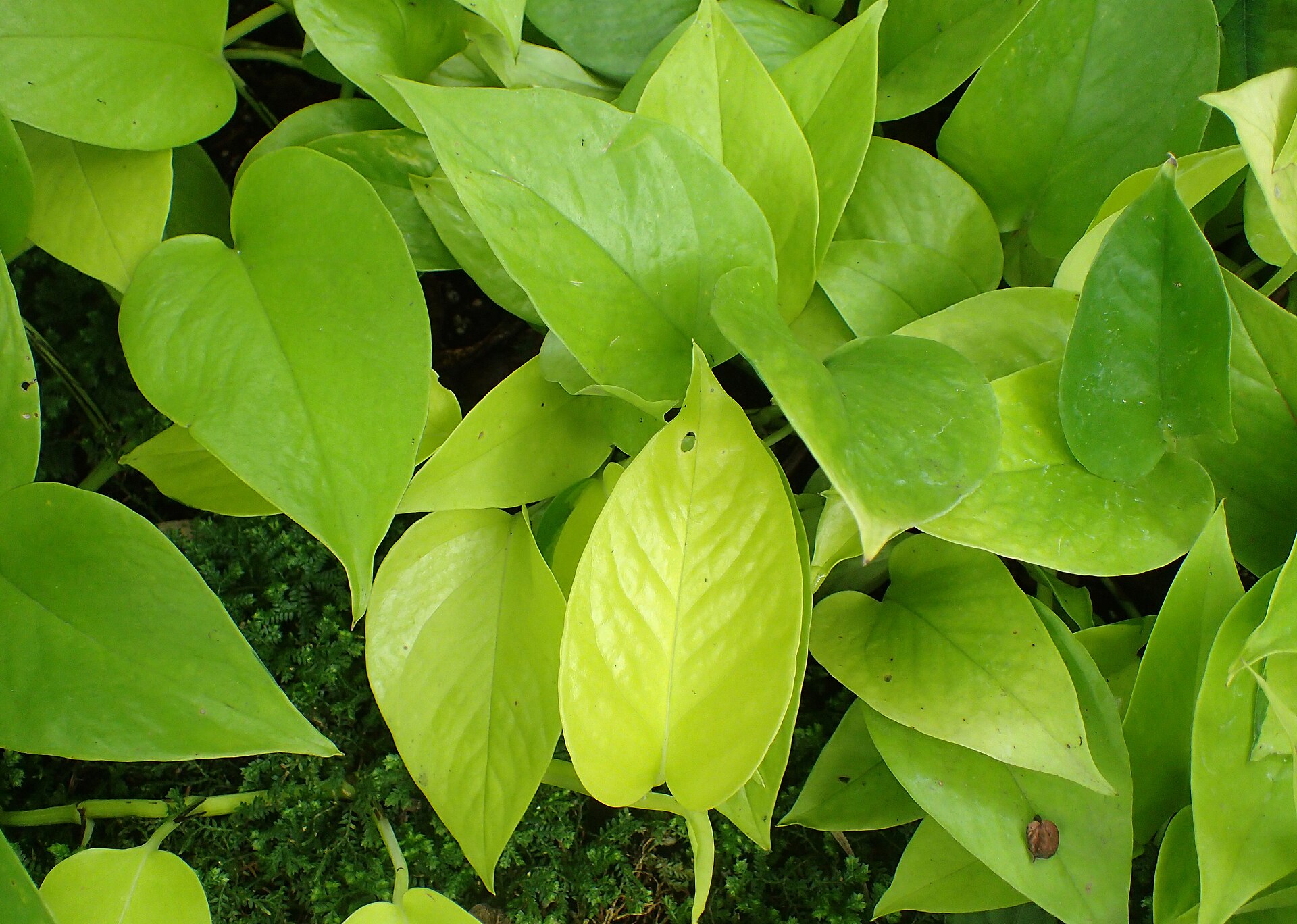 Neon Pothos — photo 11