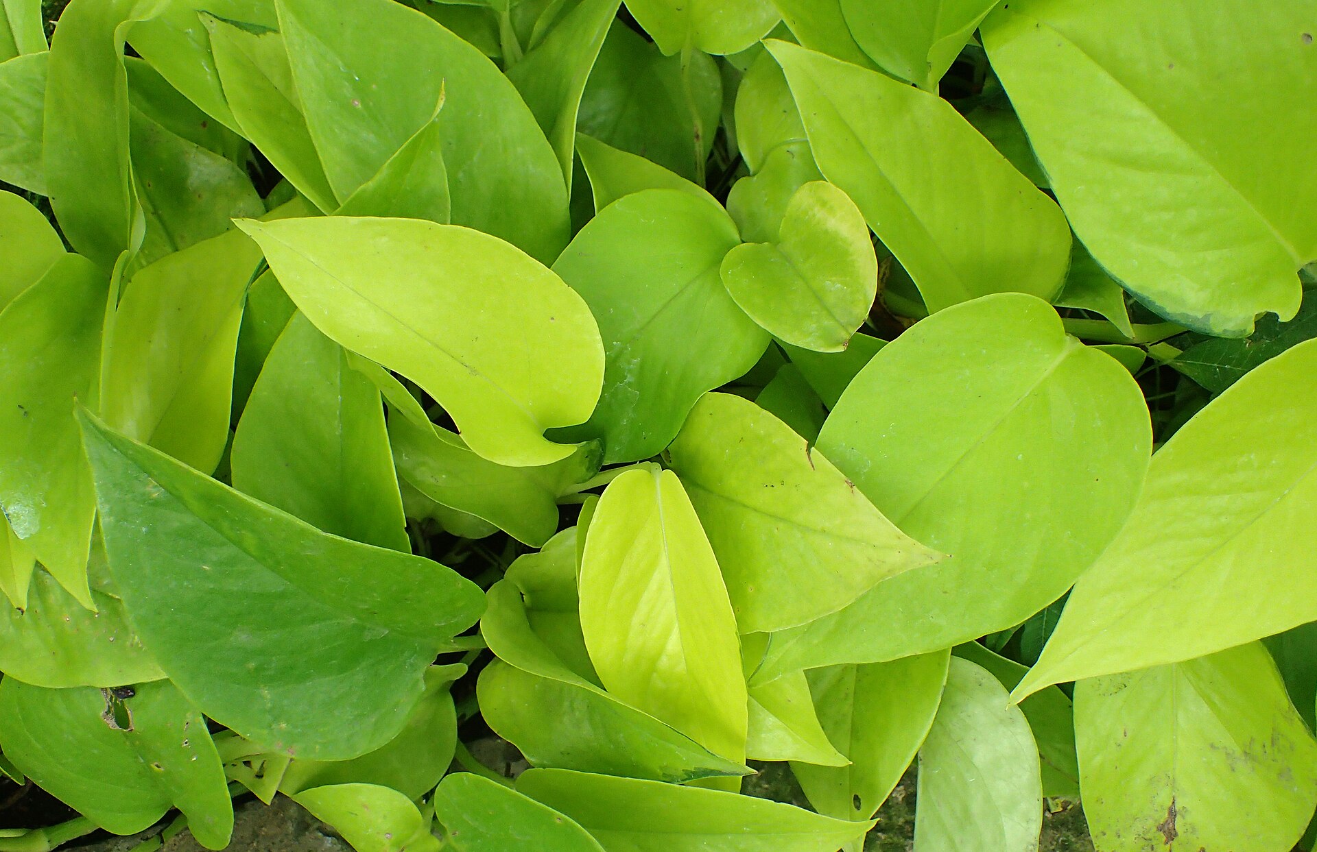 Neon Pothos — photo 12