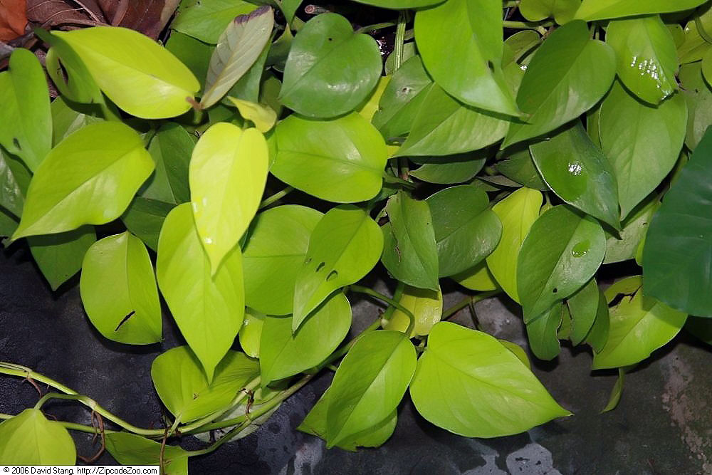 Neon Pothos — photo 13