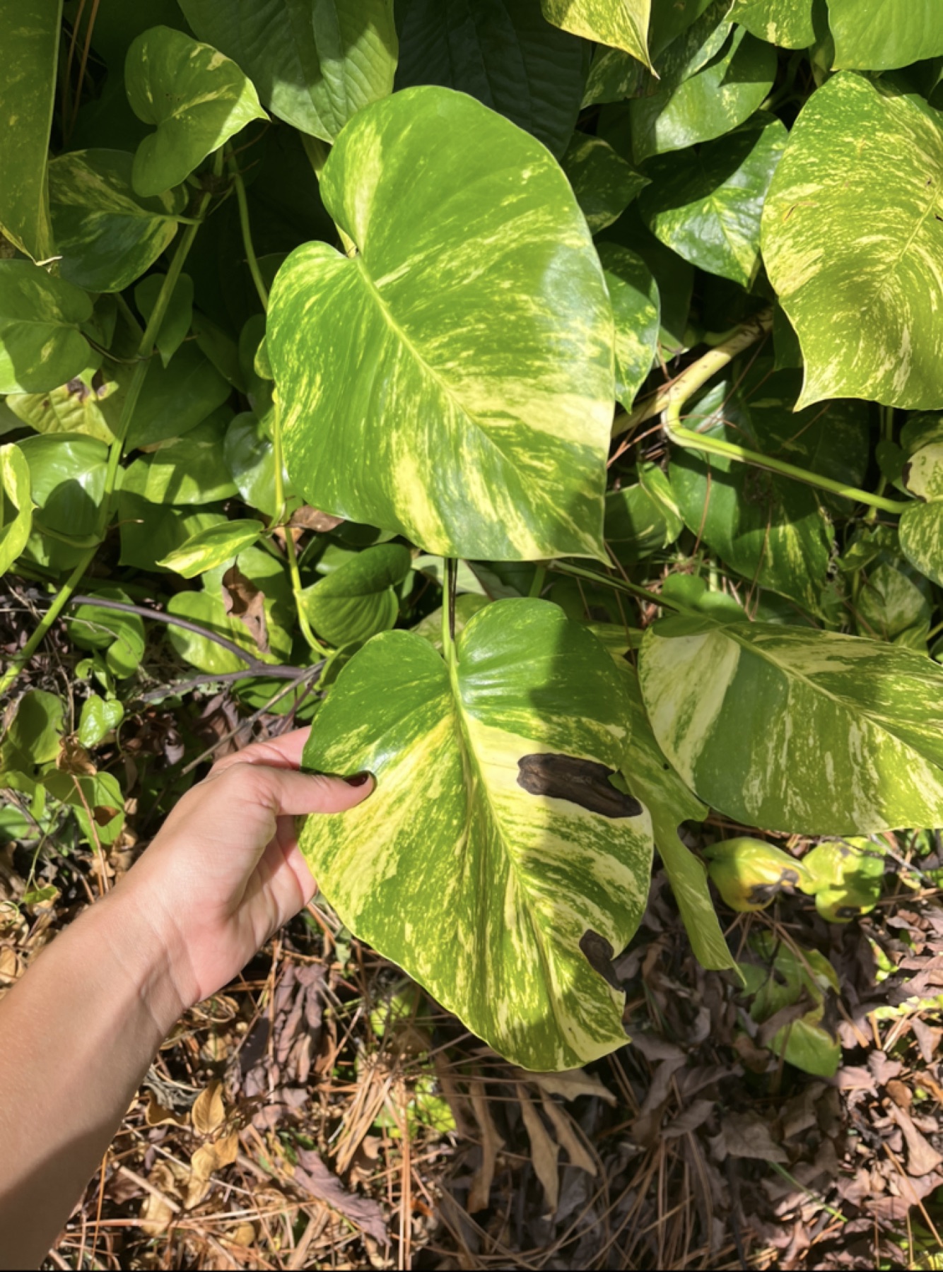 Neon Pothos — photo 1