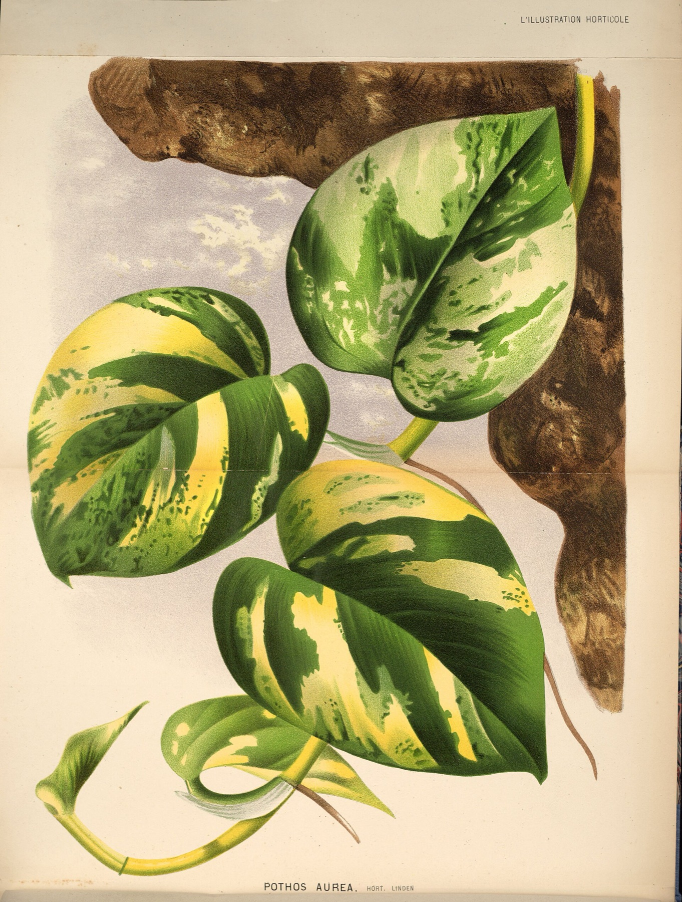 Neon Pothos — photo 2