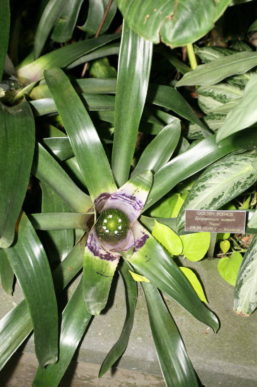 Neon Pothos — photo 10