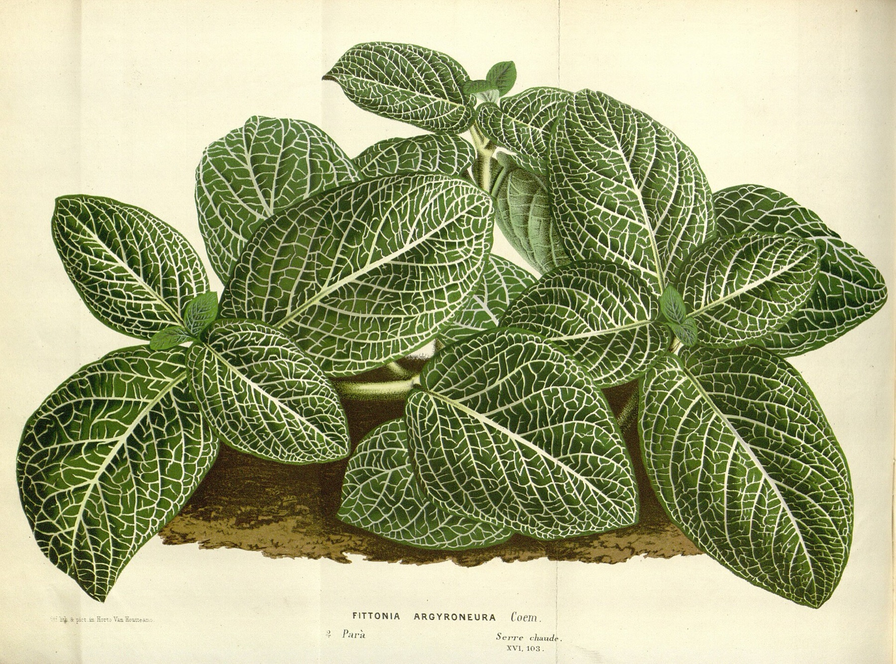 Nerve Plant — photo 6