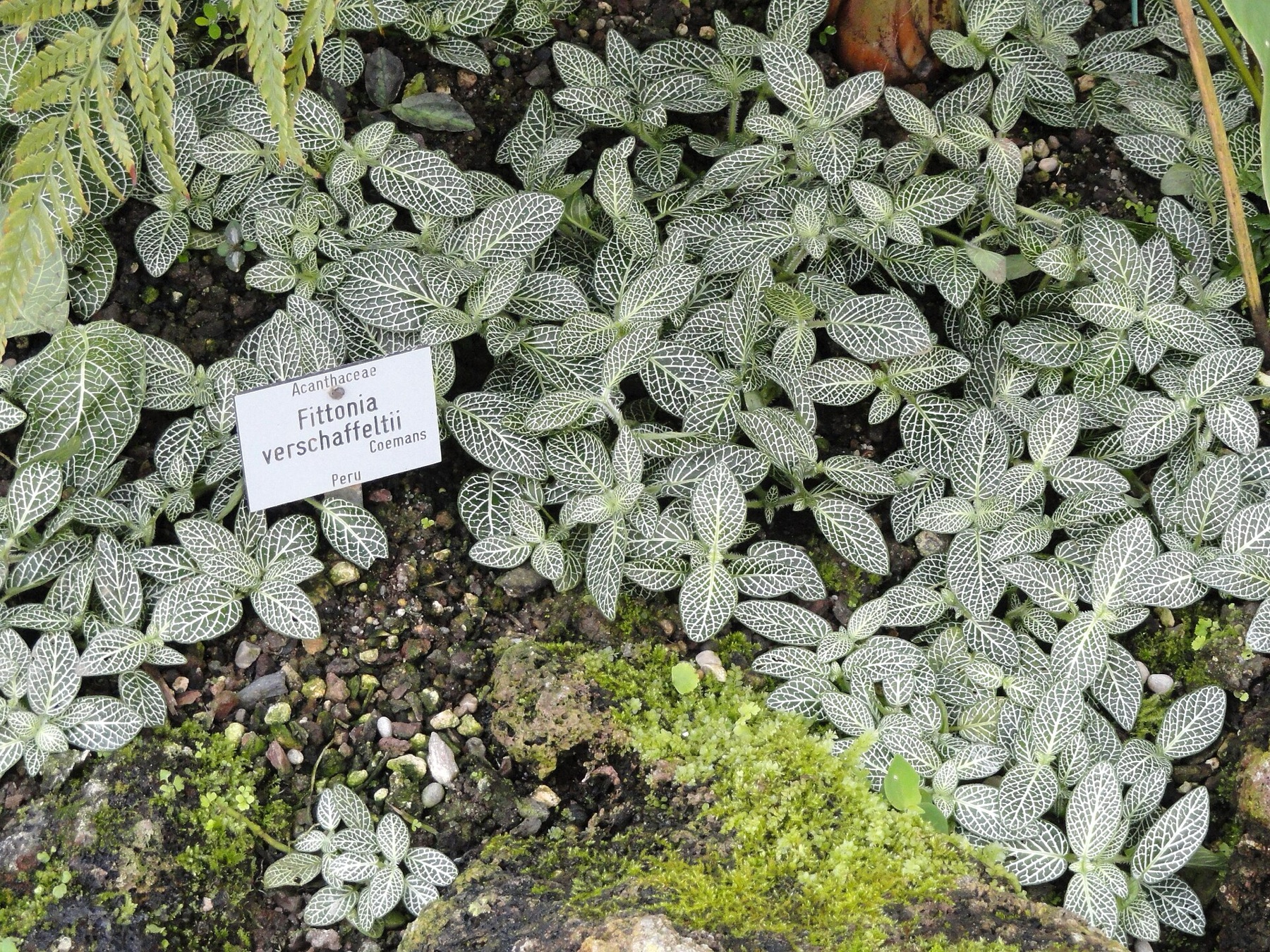 Nerve Plant — photo 7