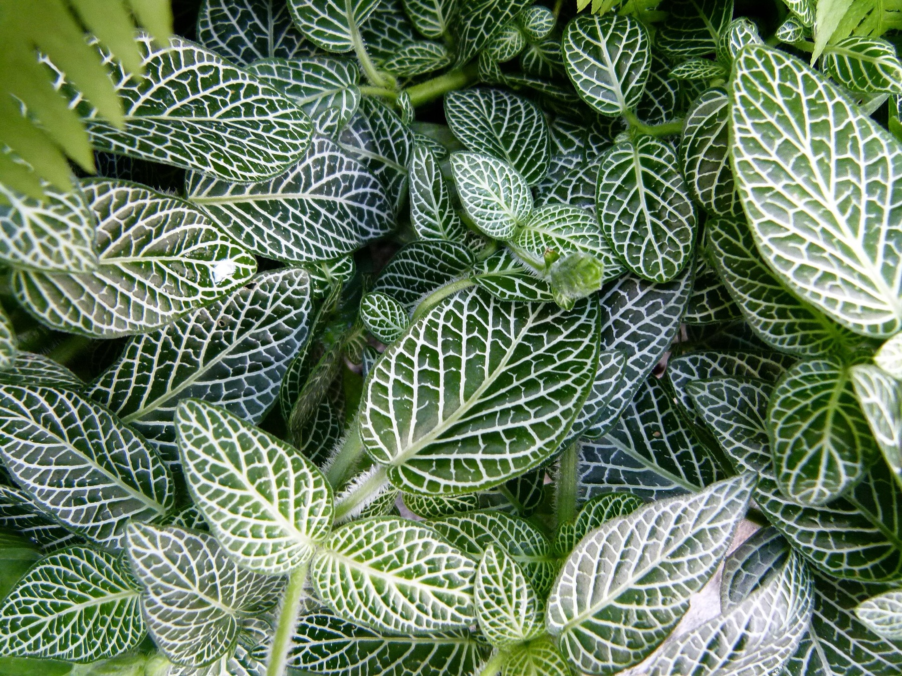 Nerve Plant — photo 8