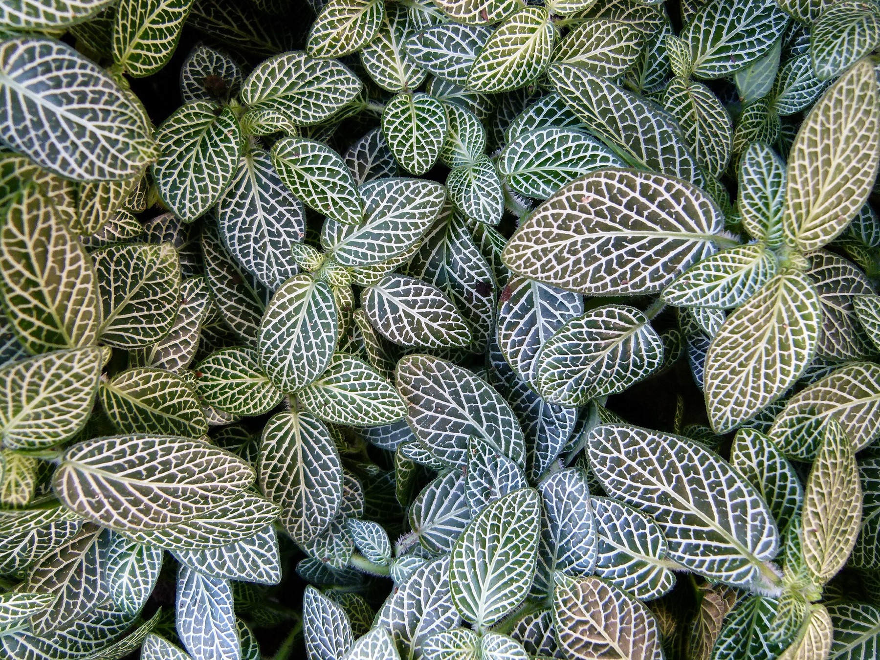 Nerve Plant — photo 9