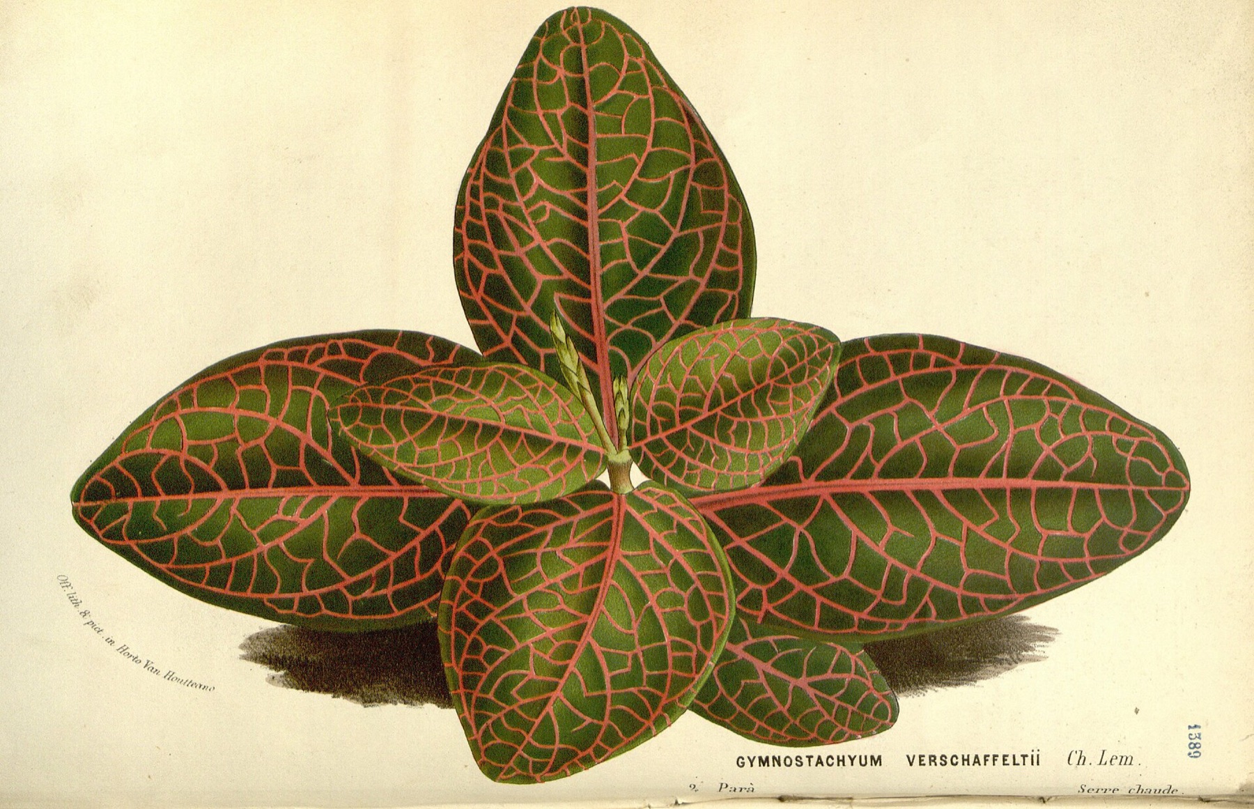 Nerve Plant — photo 10