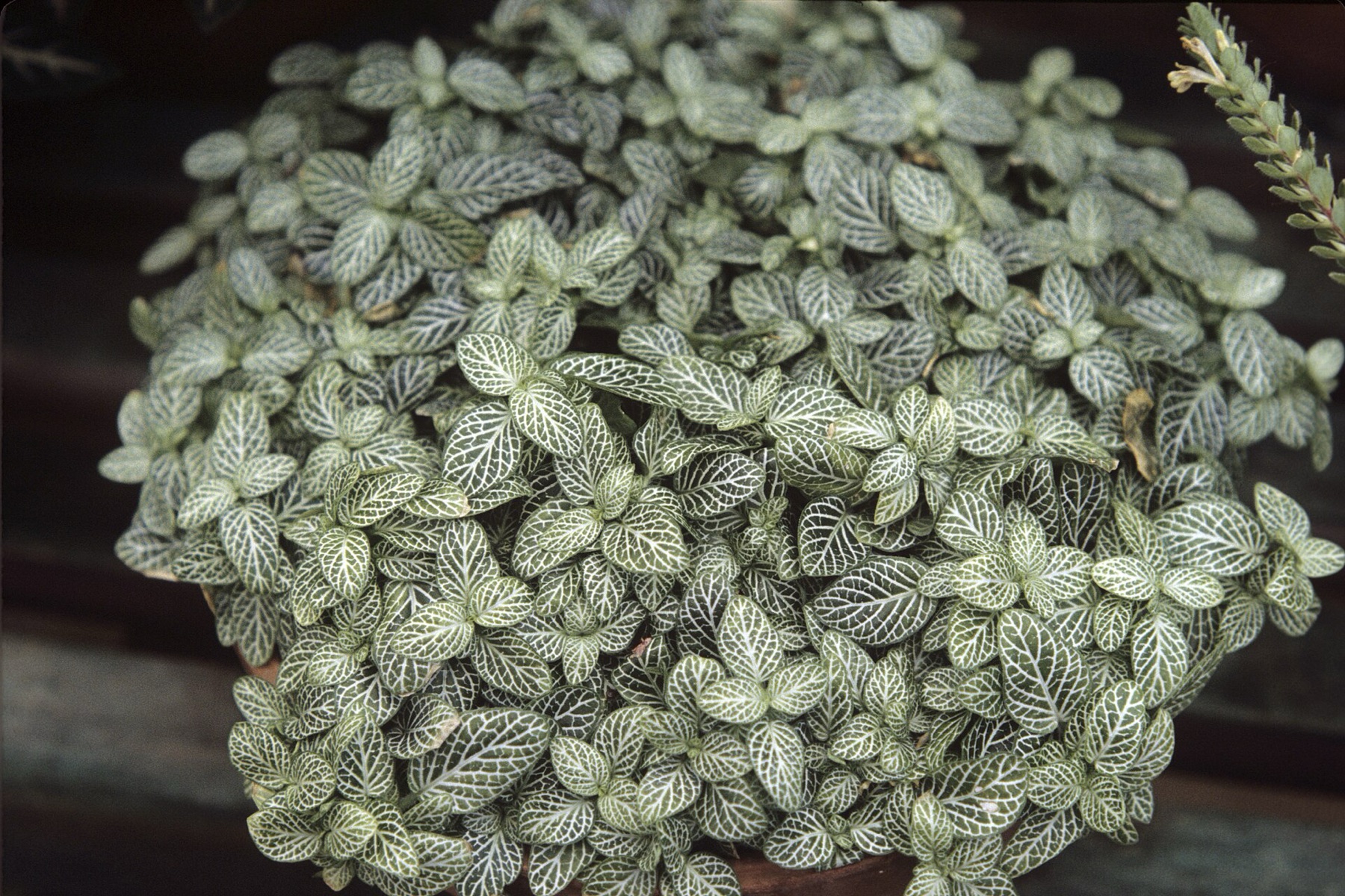 Nerve Plant — photo 11