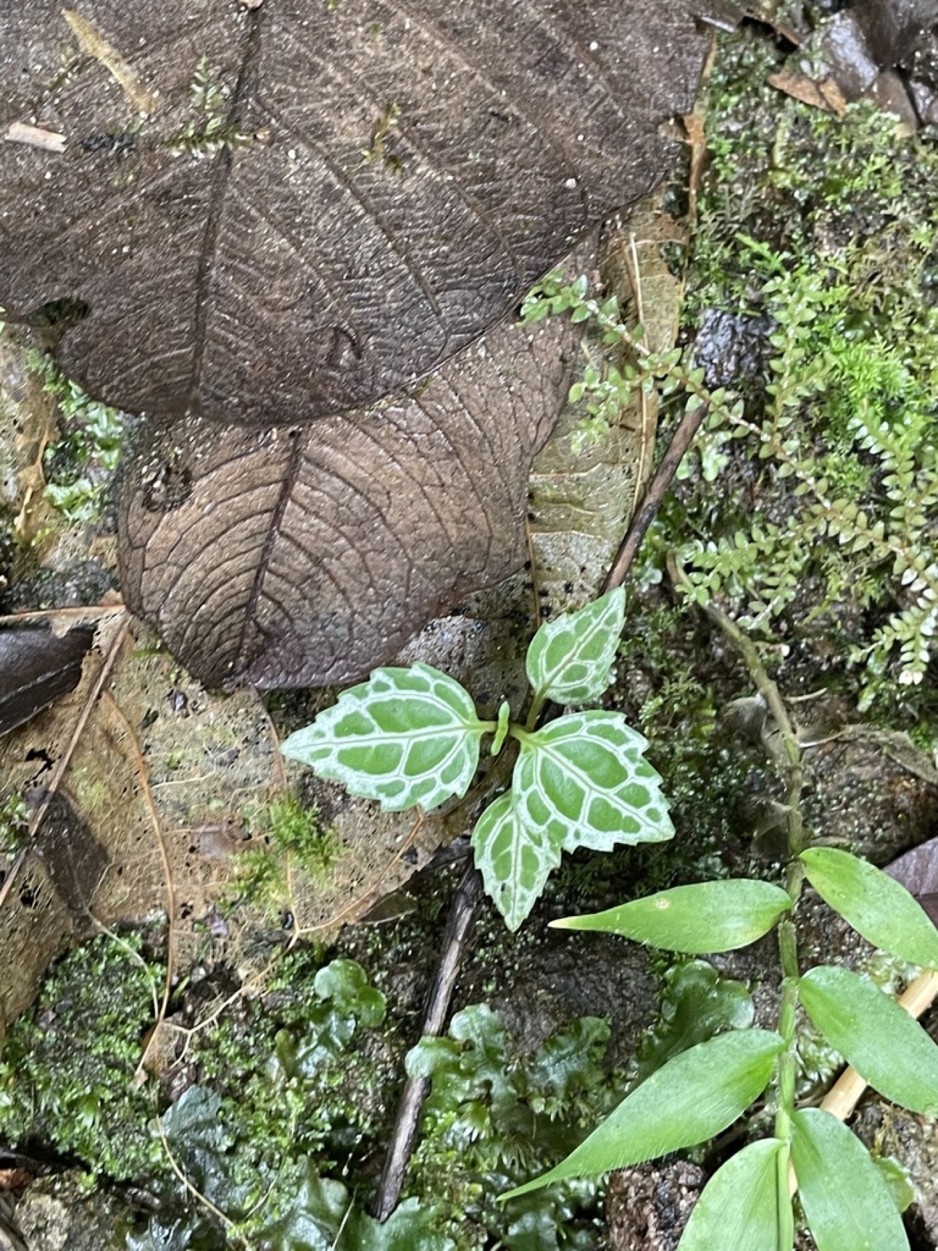 Nerve Plant — photo 12