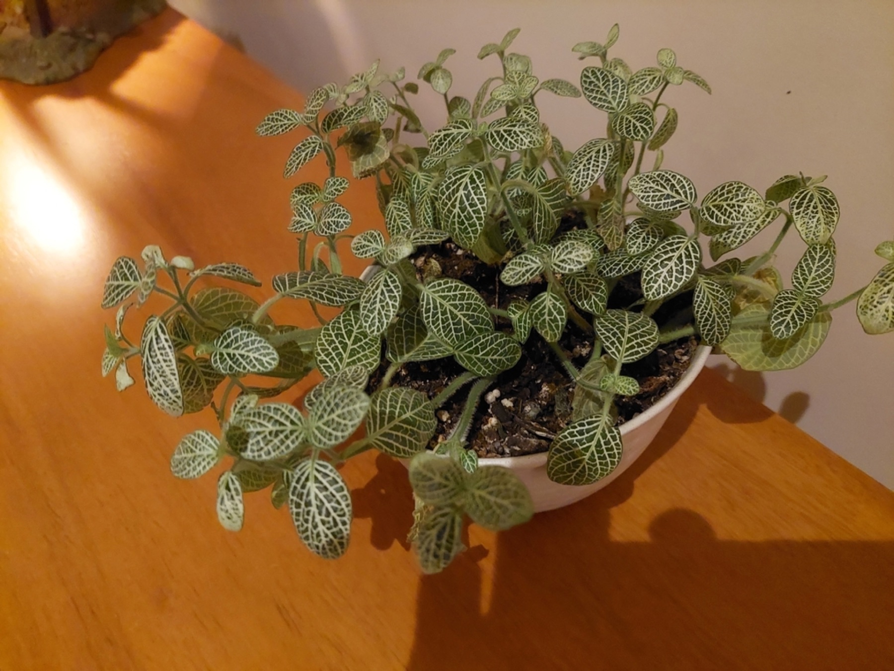 Nerve Plant — photo 13