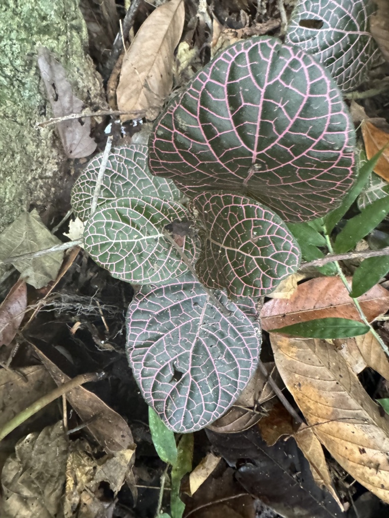 Nerve Plant — photo 14
