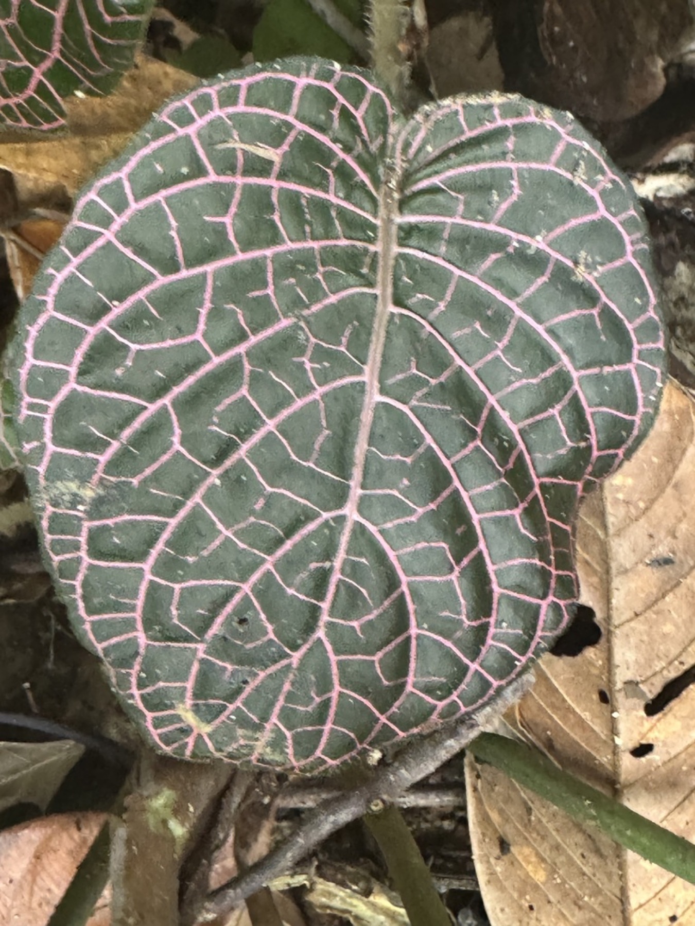 Nerve Plant — photo 15