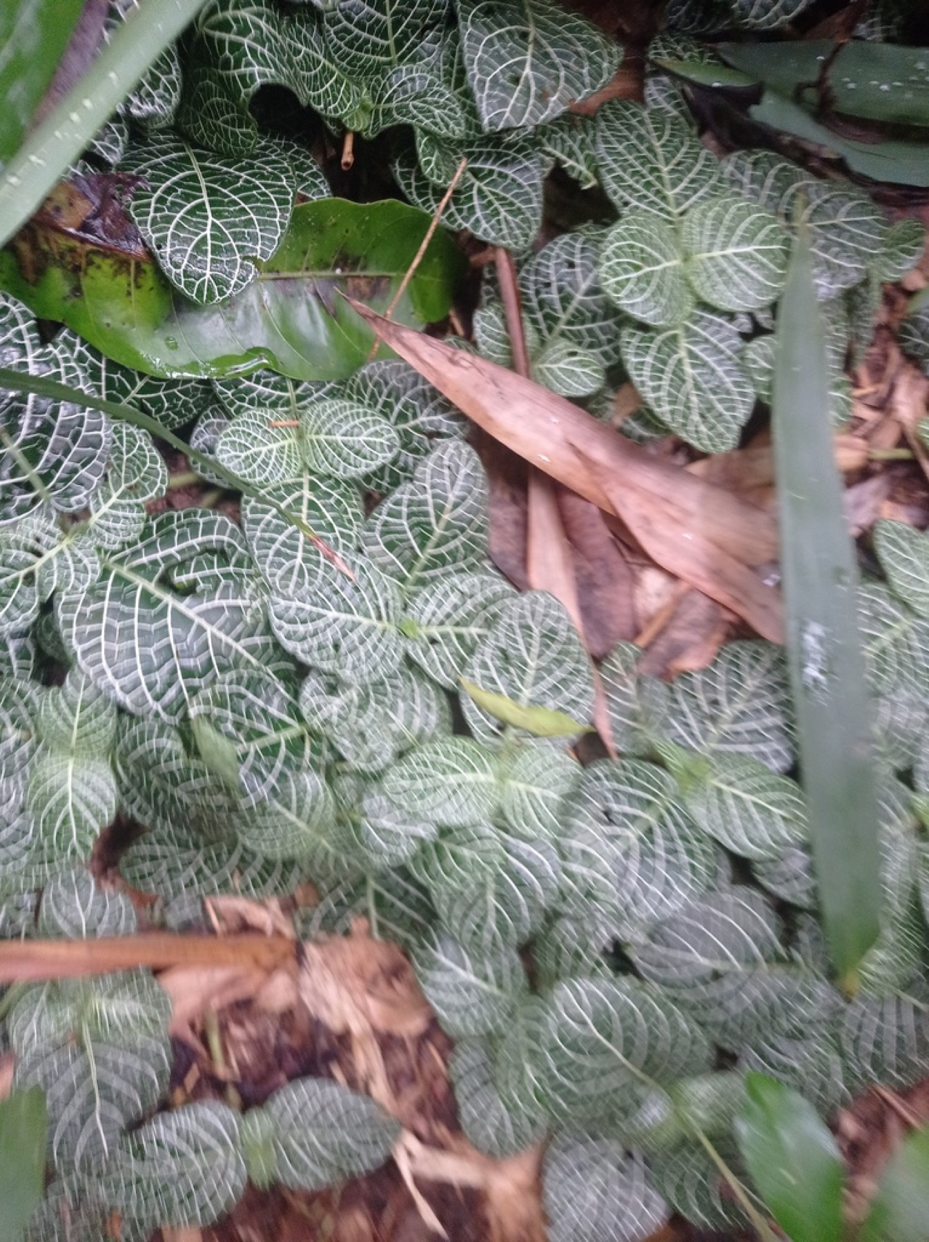 Nerve Plant — photo 16