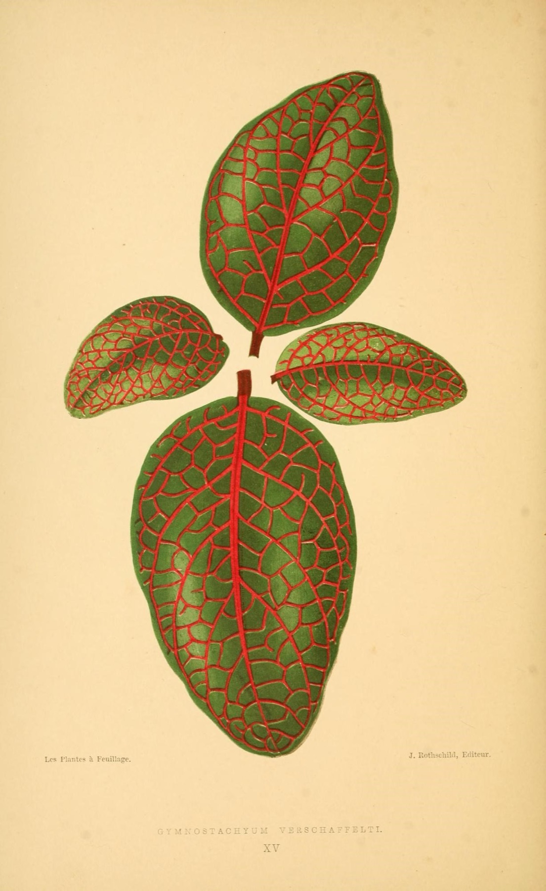 Nerve Plant — photo 17