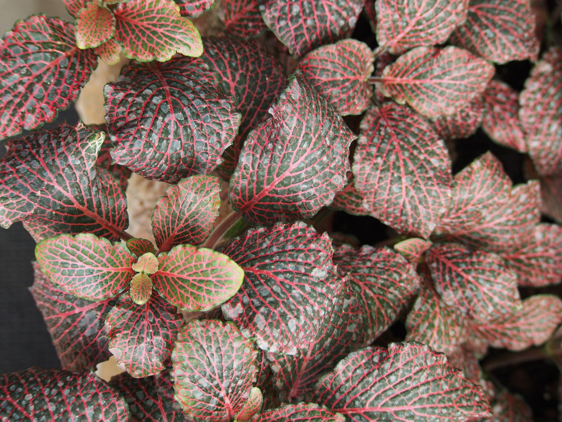 Nerve Plant — photo 18