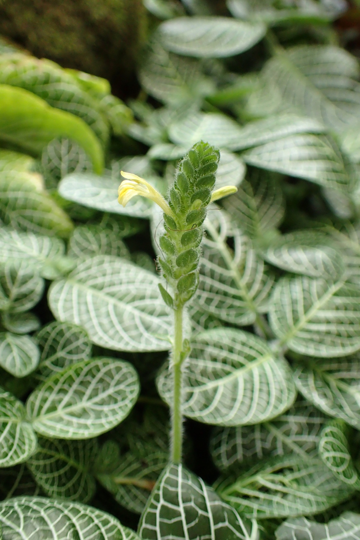 Nerve Plant — photo 19