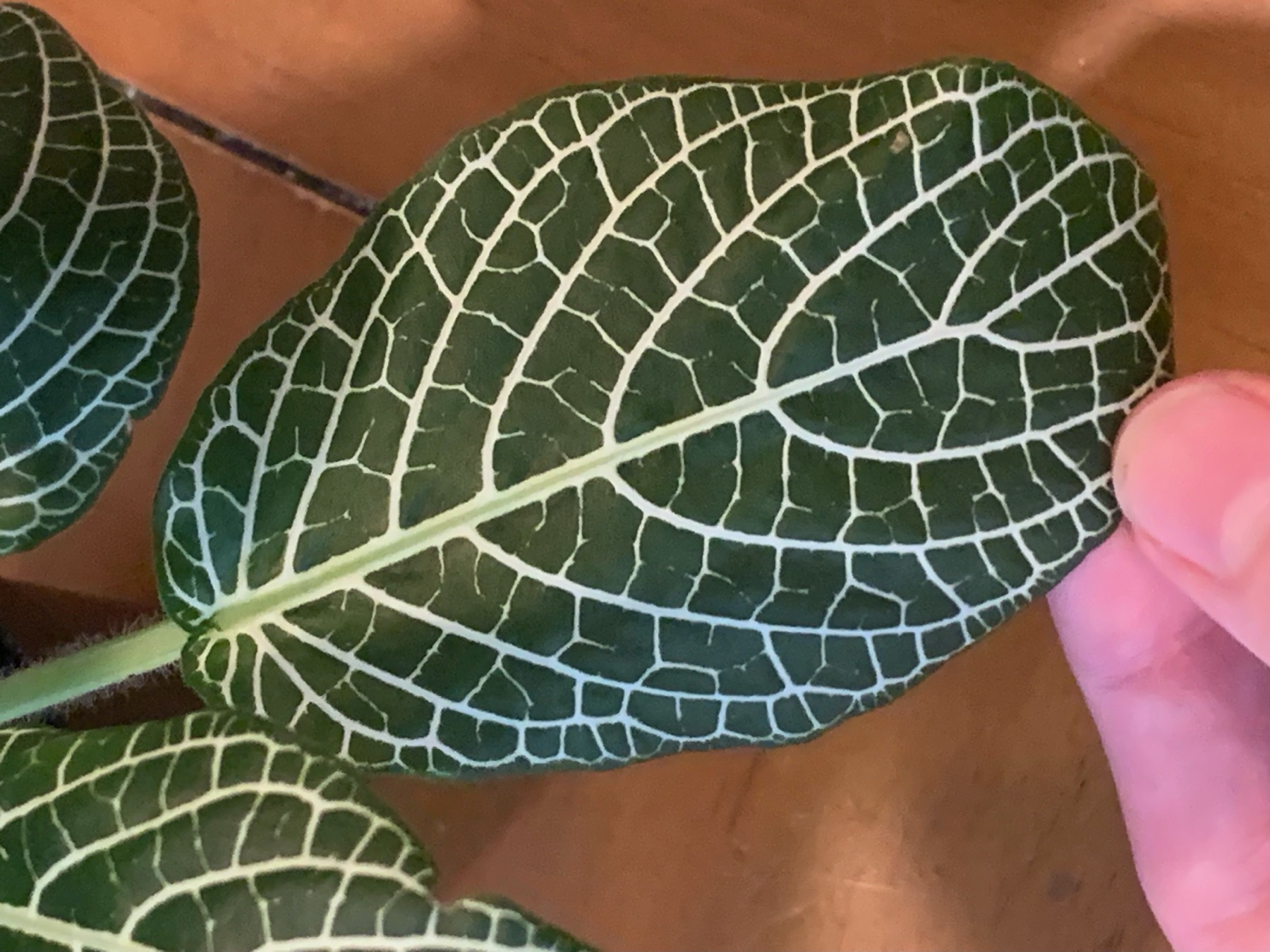 Nerve Plant — photo 20
